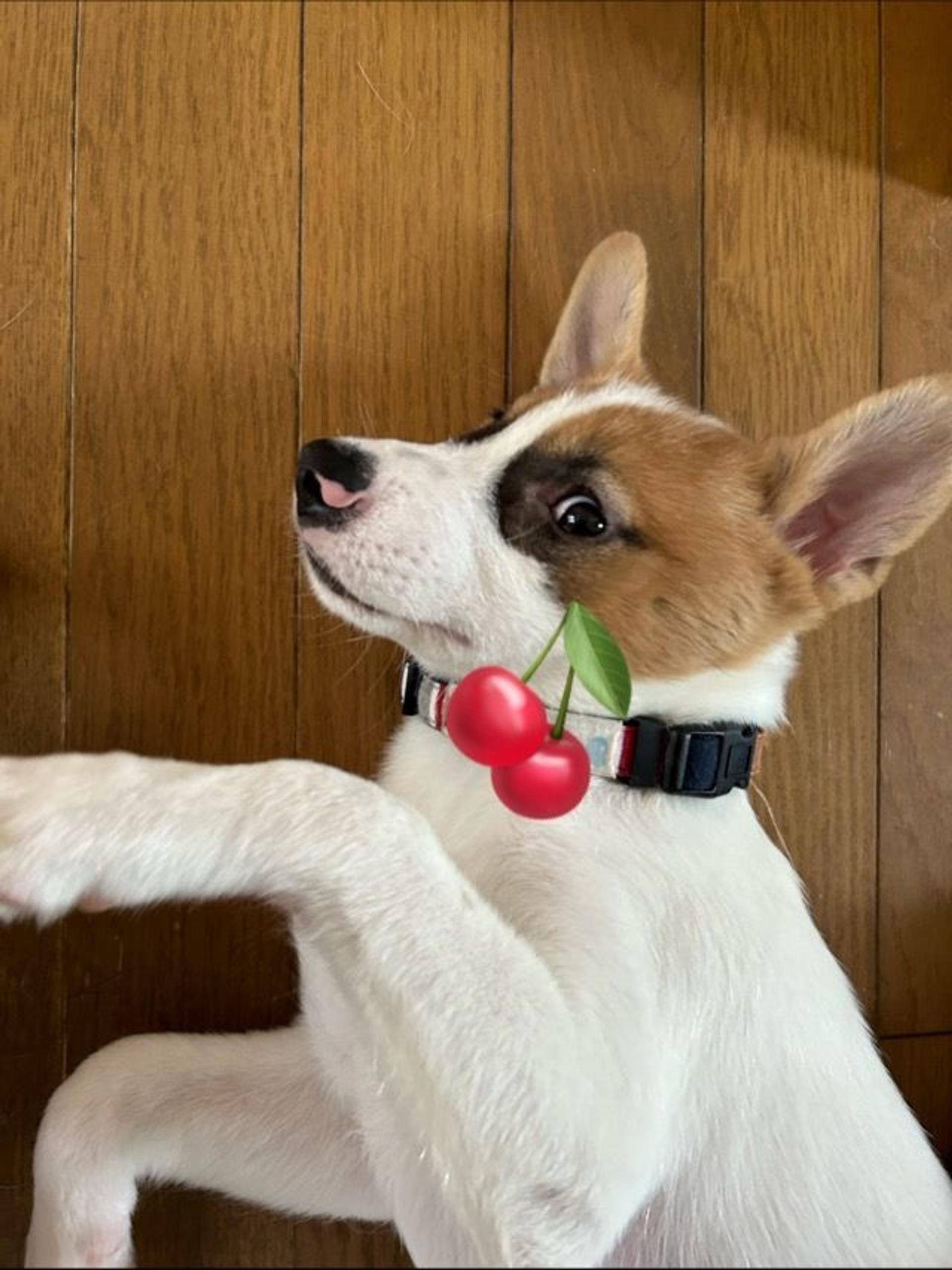 pet-image-3