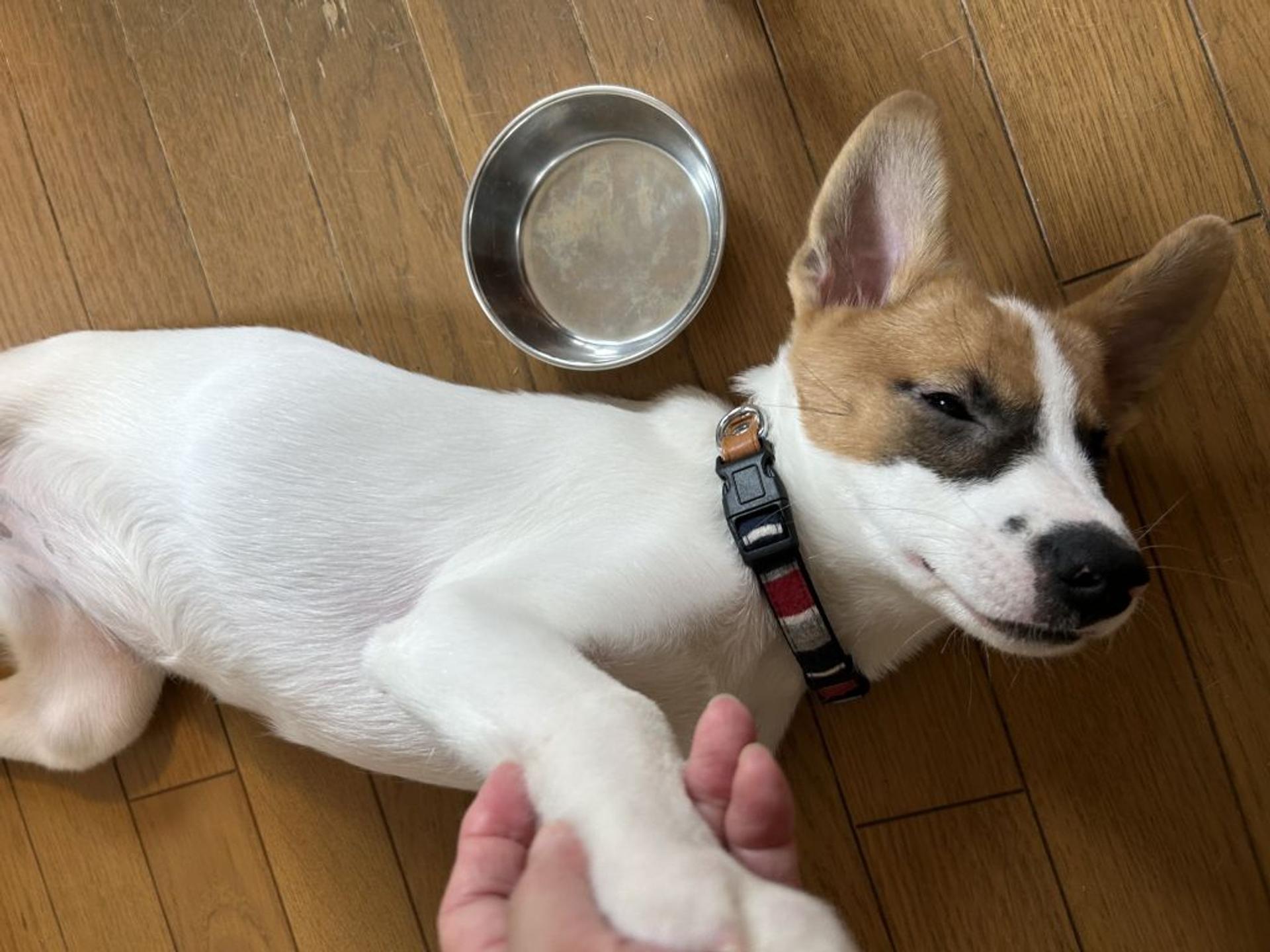 pet-image-6