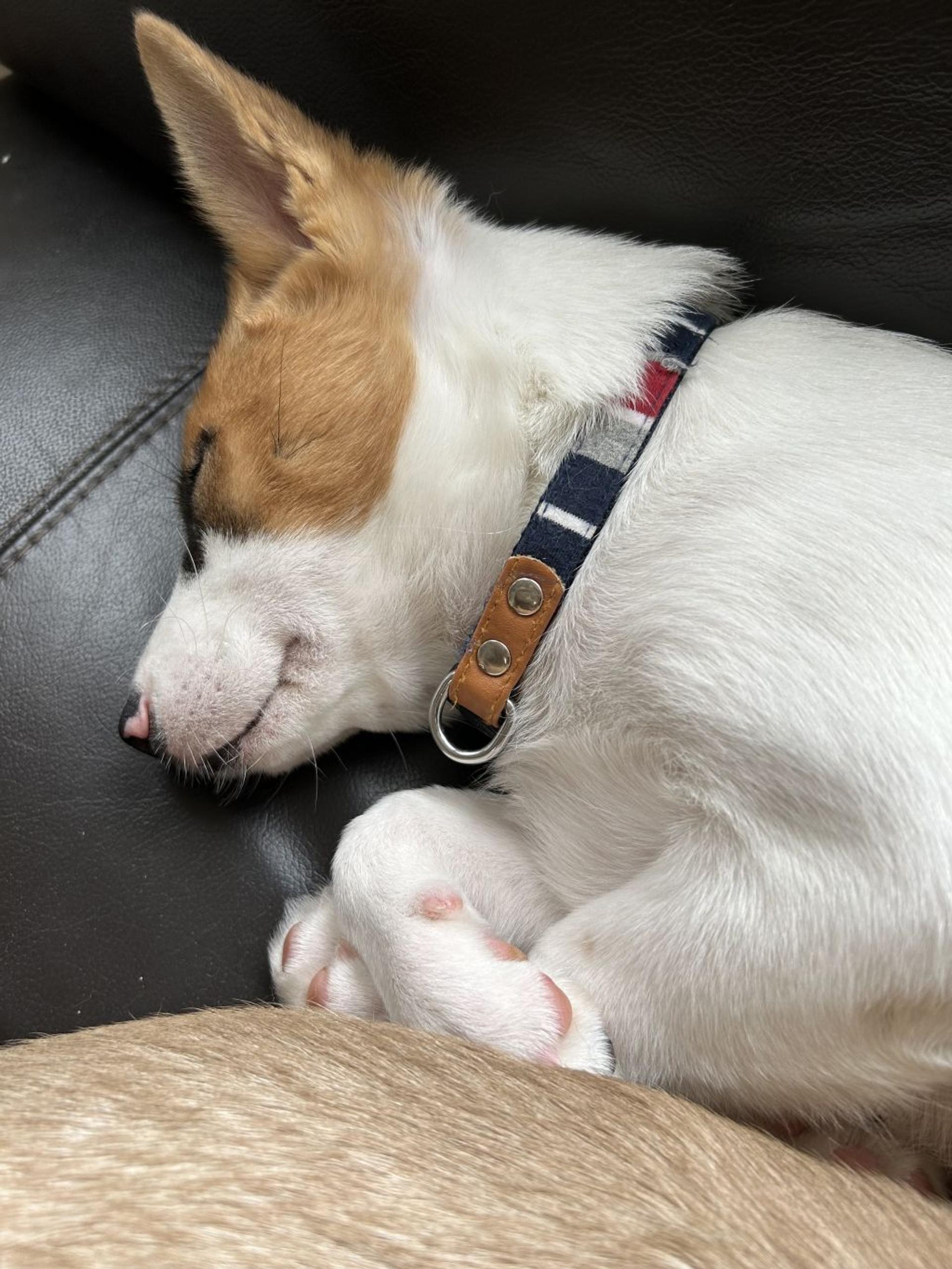 pet-image-7