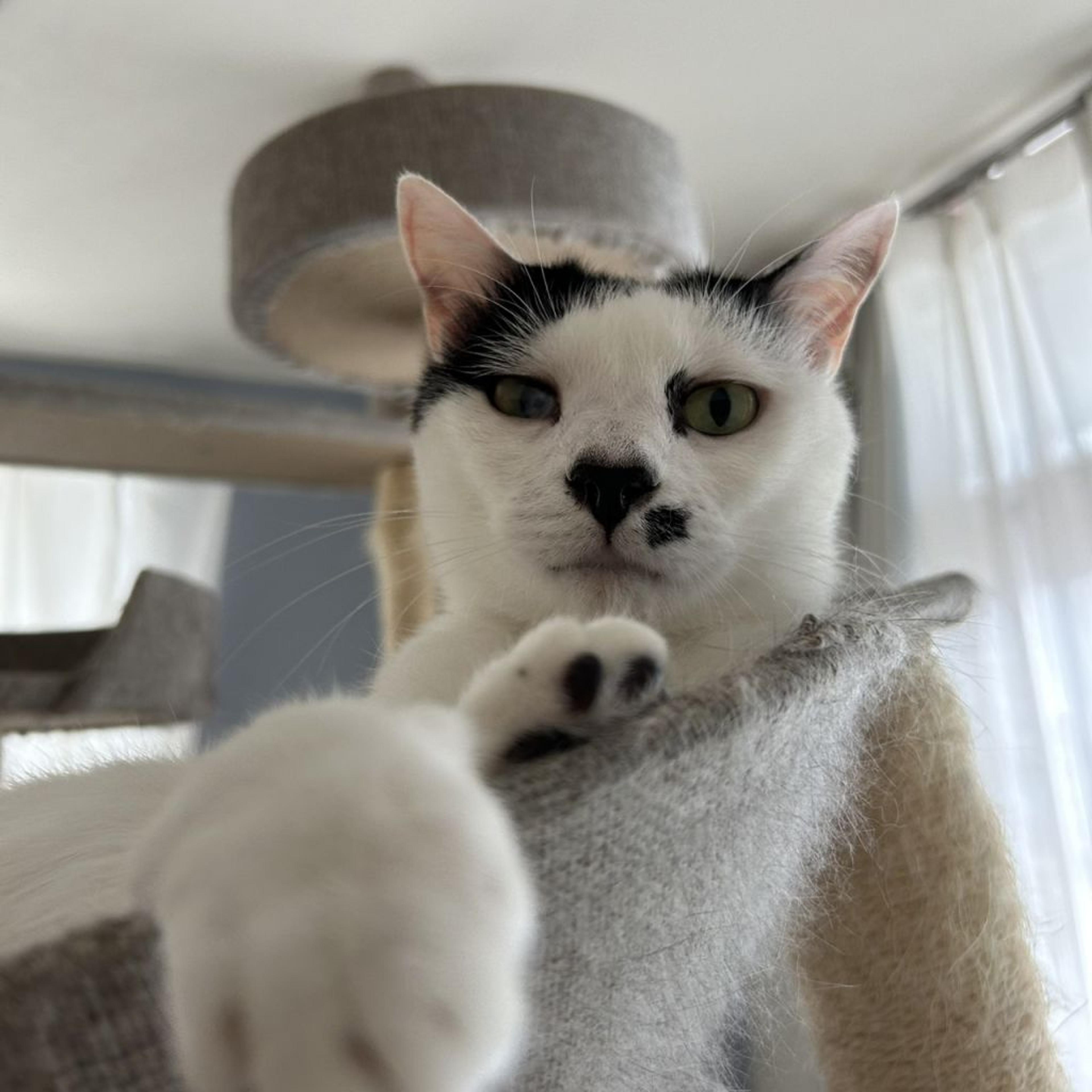 pet-image-3