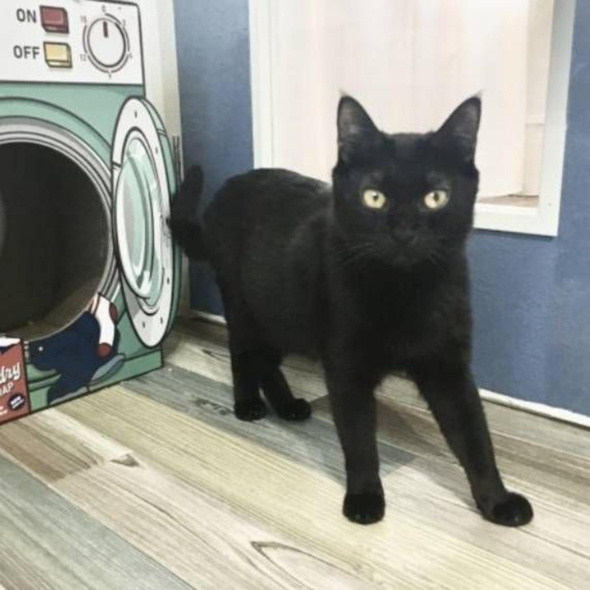 pet-image-2