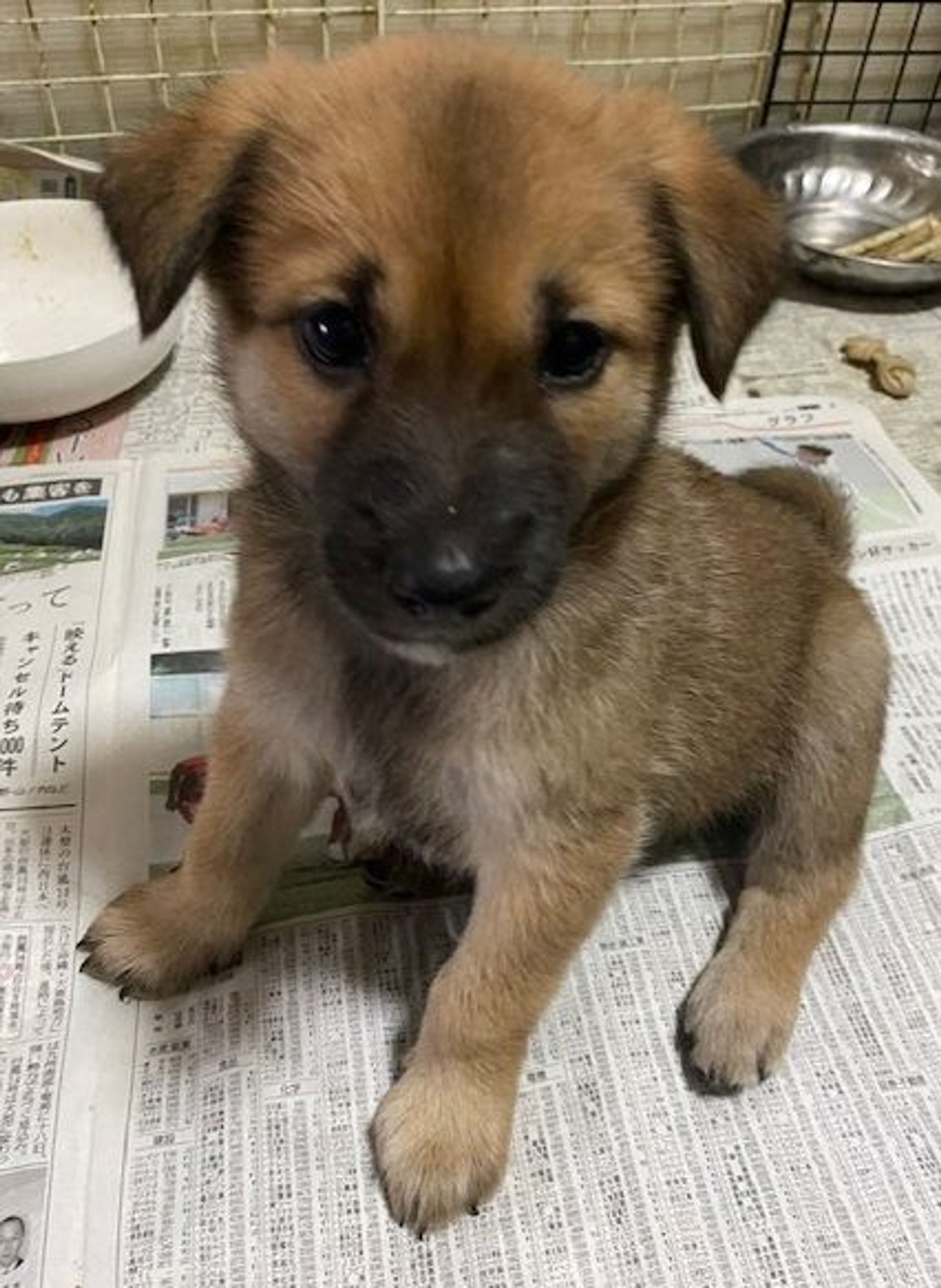 雑種（ミックス犬）・オスの里親募集の写真