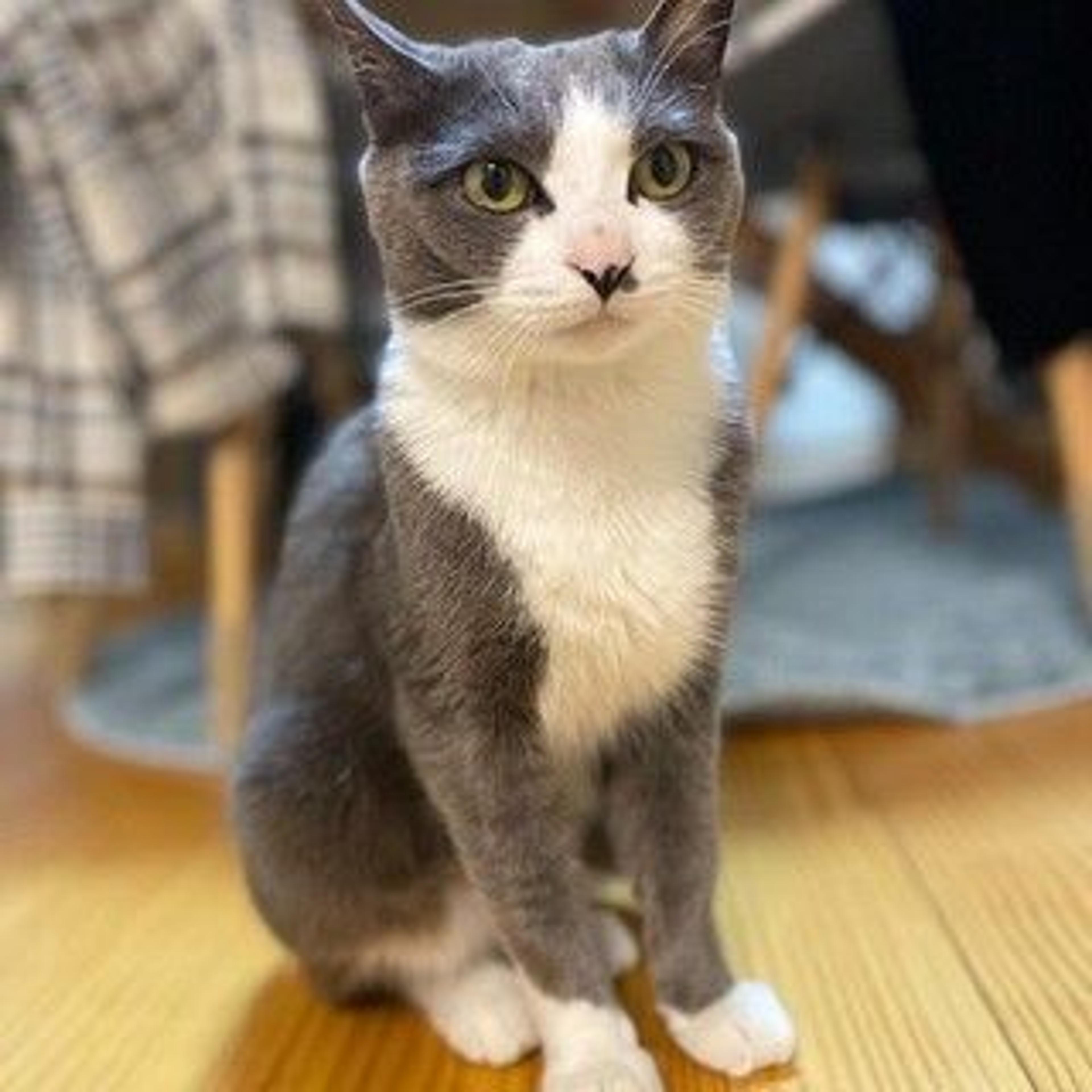 pet-image-2