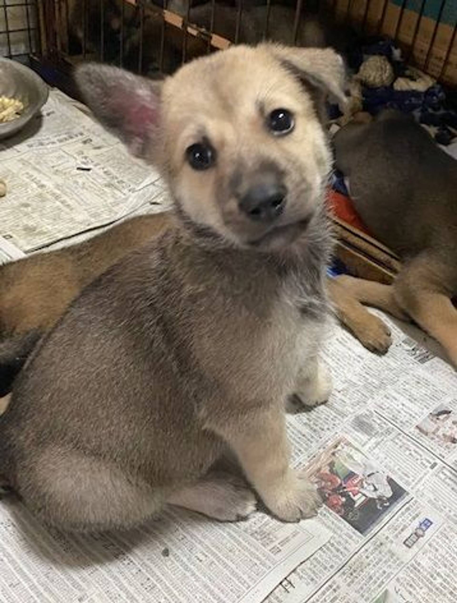 雑種（ミックス犬）・オスの里親募集の写真