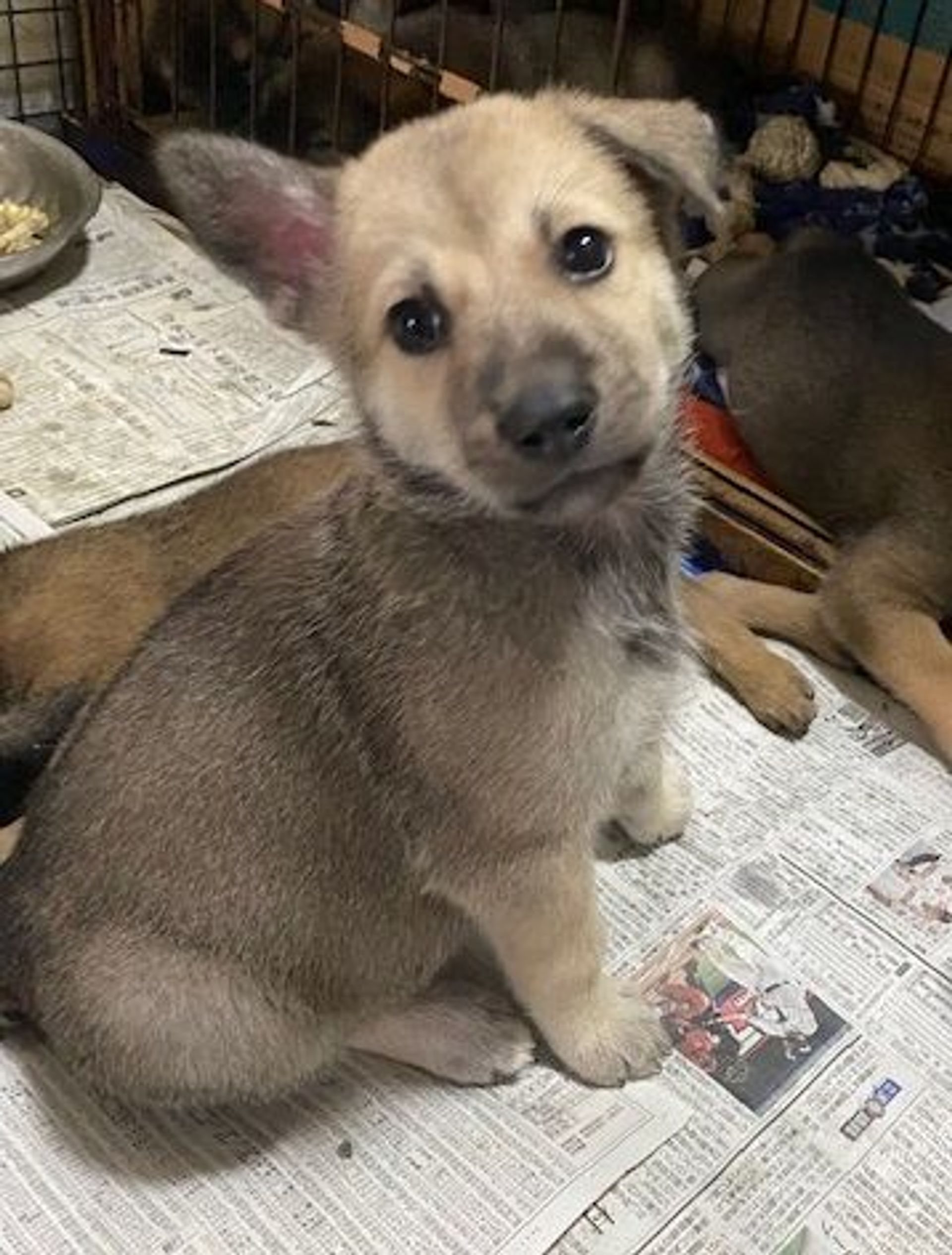 雑種（ミックス犬）・オスの里親募集の写真