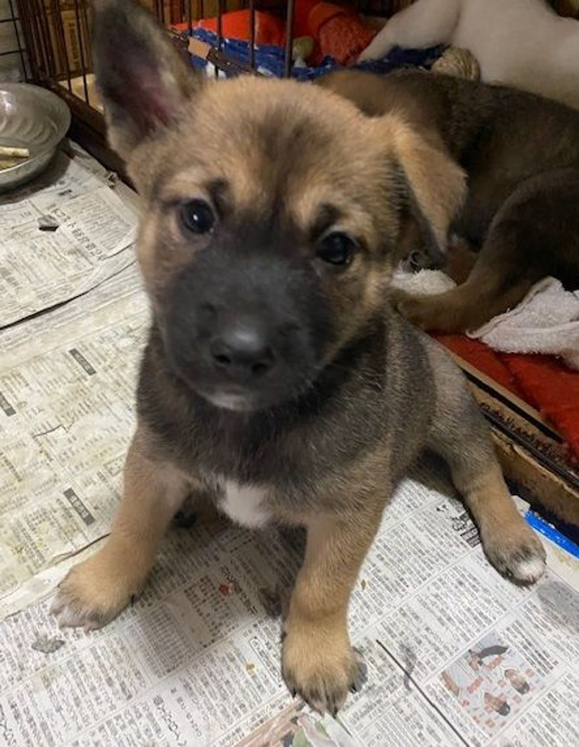 雑種（ミックス犬）・オスの里親募集の写真