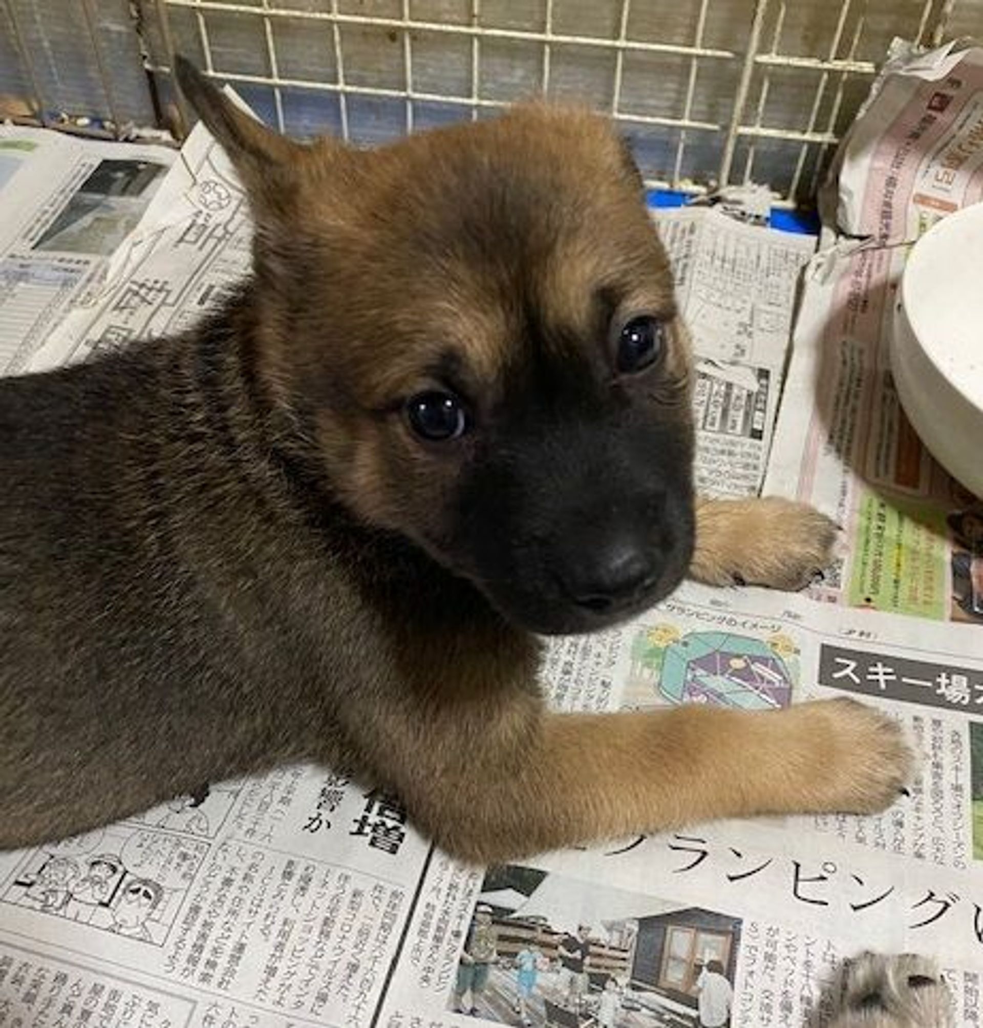 雑種（ミックス犬）・オスの里親募集の写真
