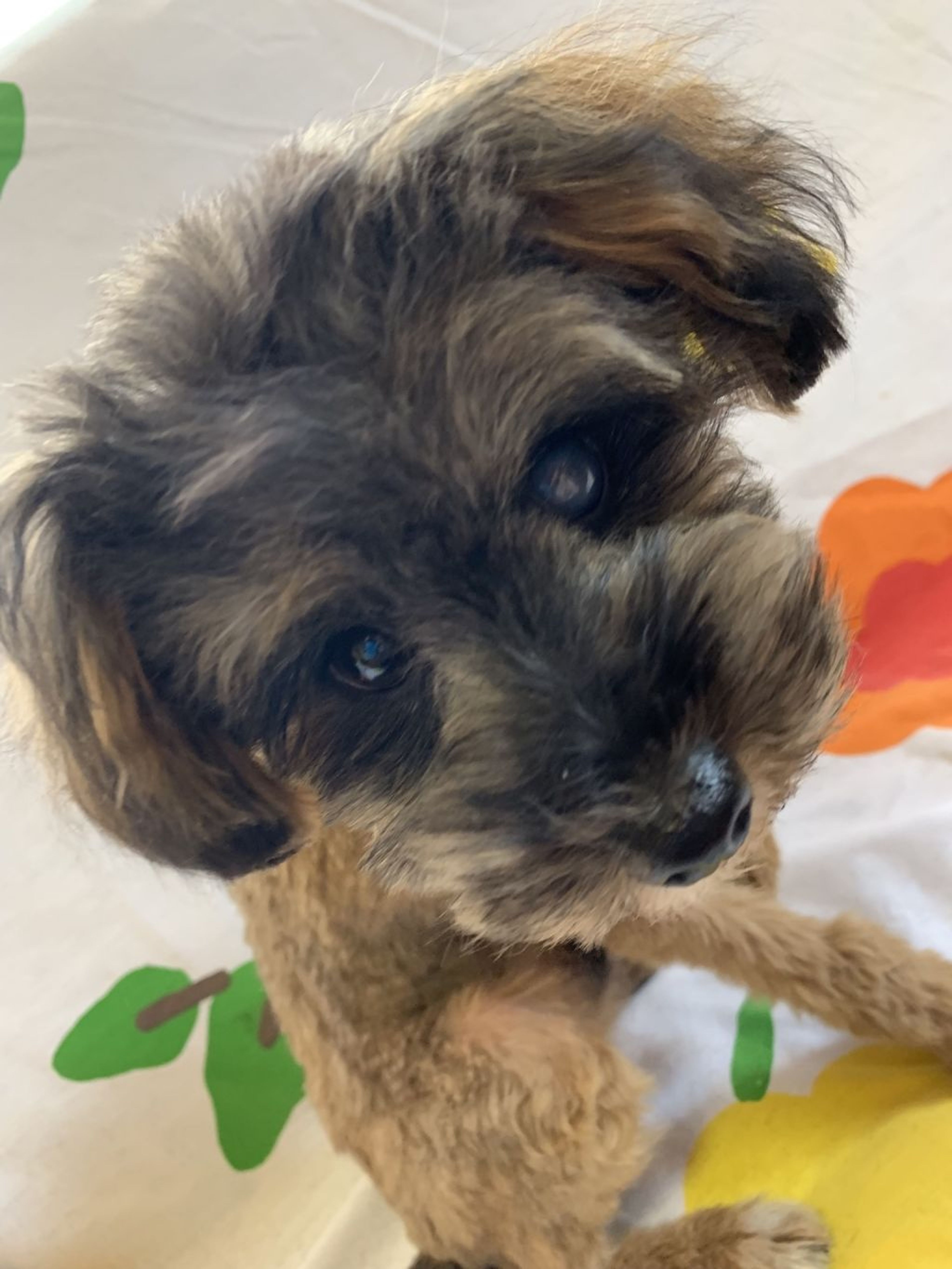 雑種（ミックス犬）・オスの里親募集の写真