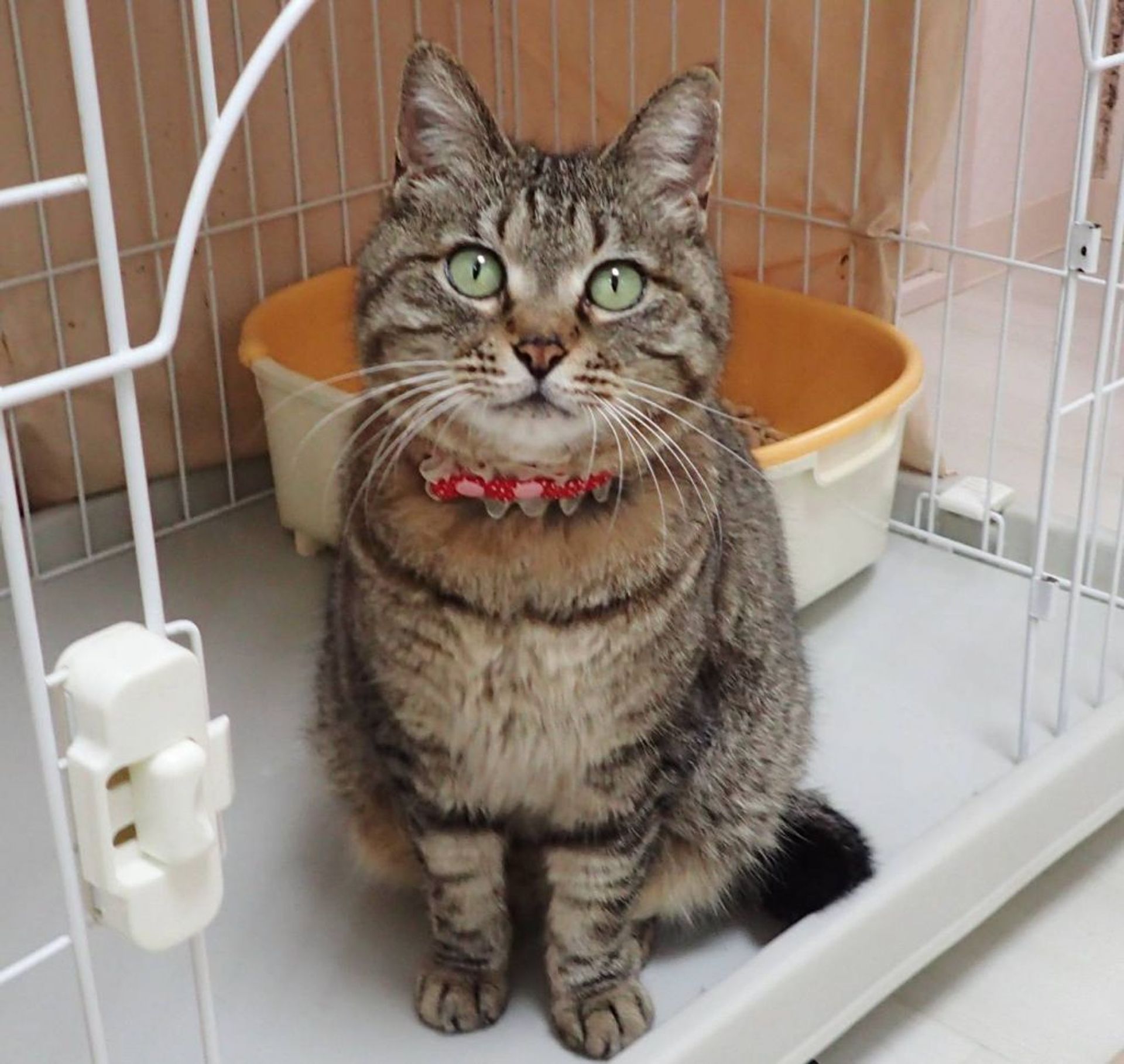 雑種（ミックス猫）・メスの里親募集の写真