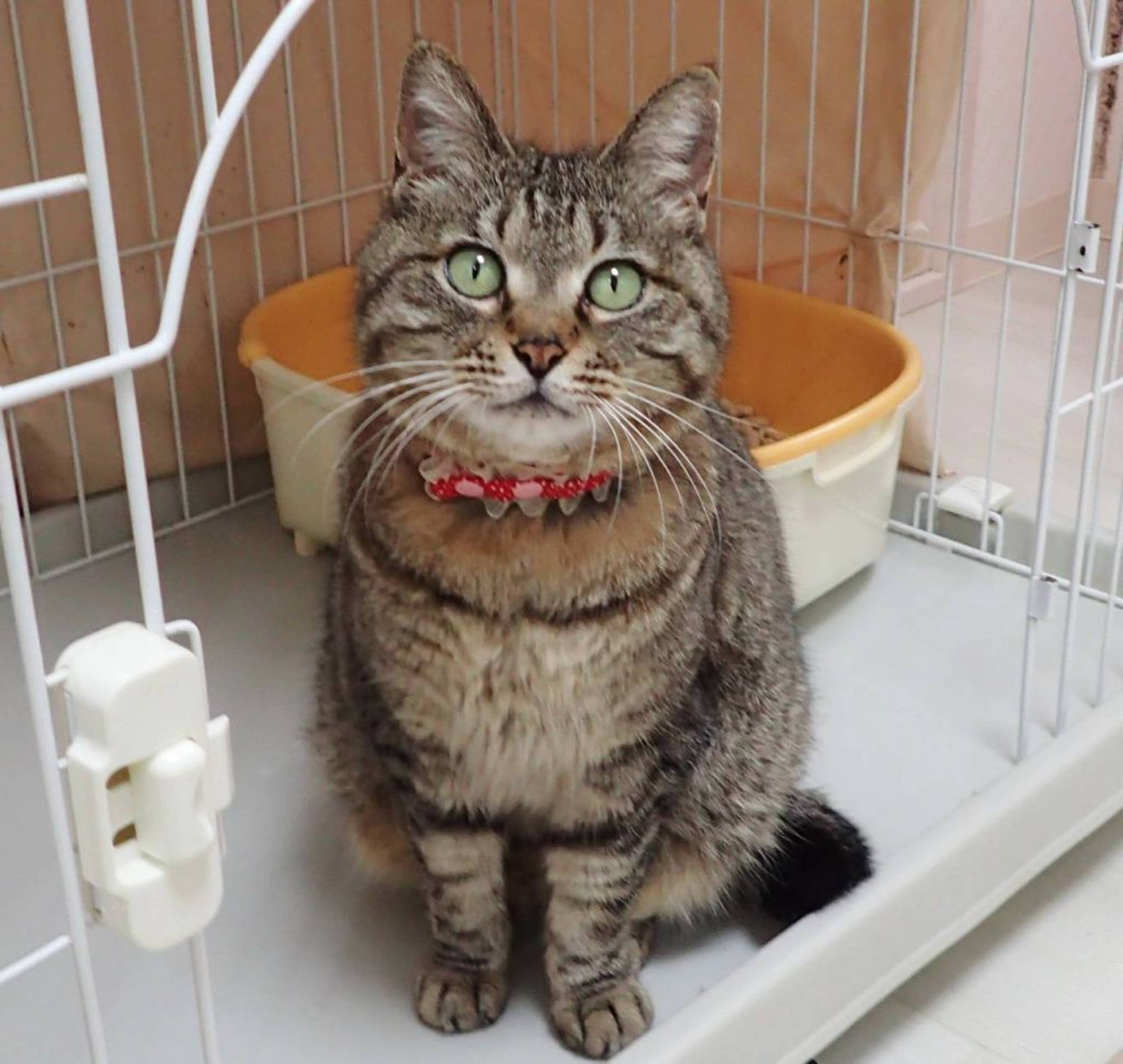 雑種（ミックス猫）・メスの里親募集の写真