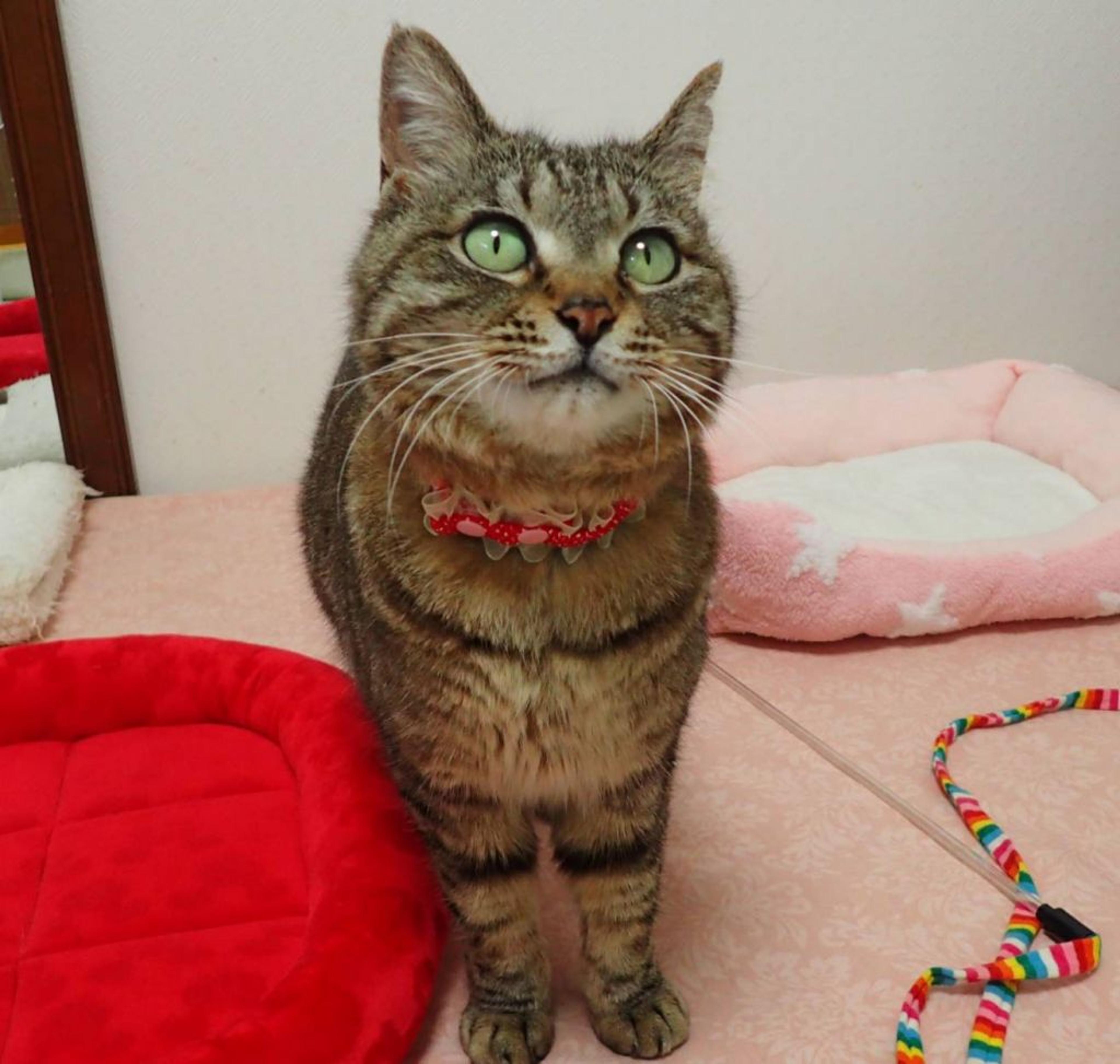 pet-image-2