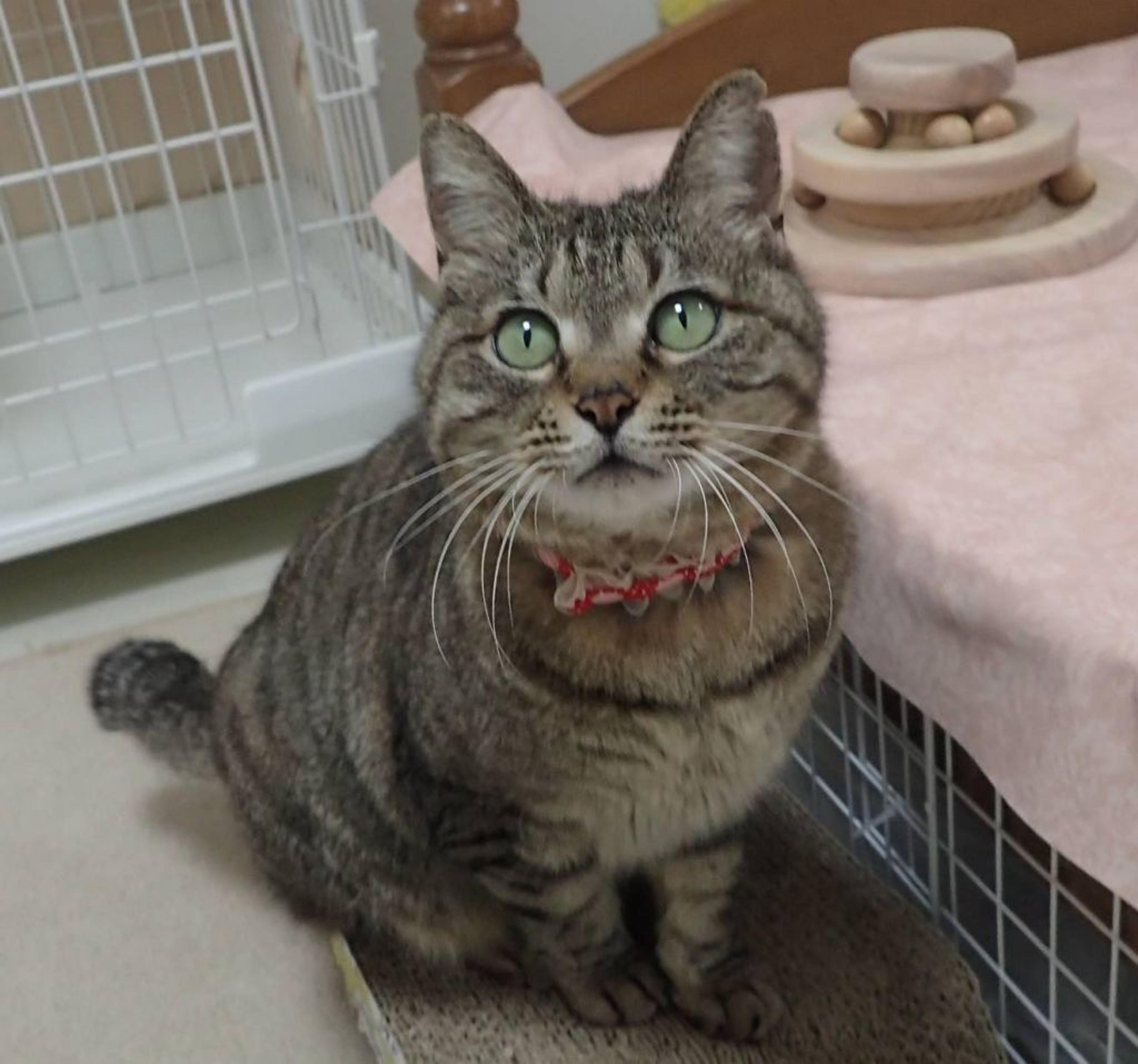 pet-image-3