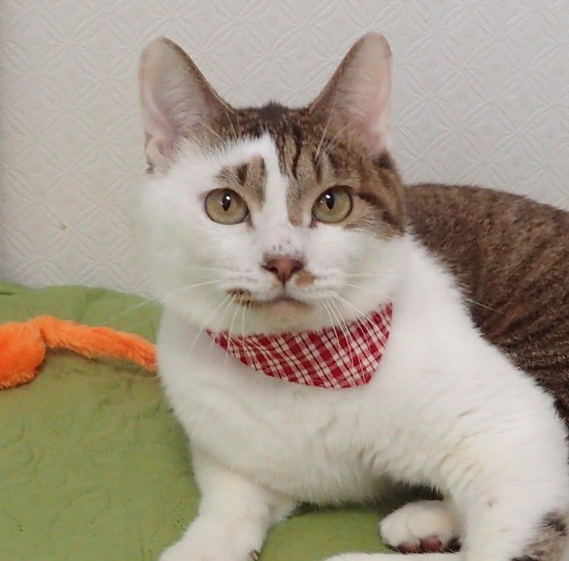 雑種（ミックス猫）・オスの里親募集の写真