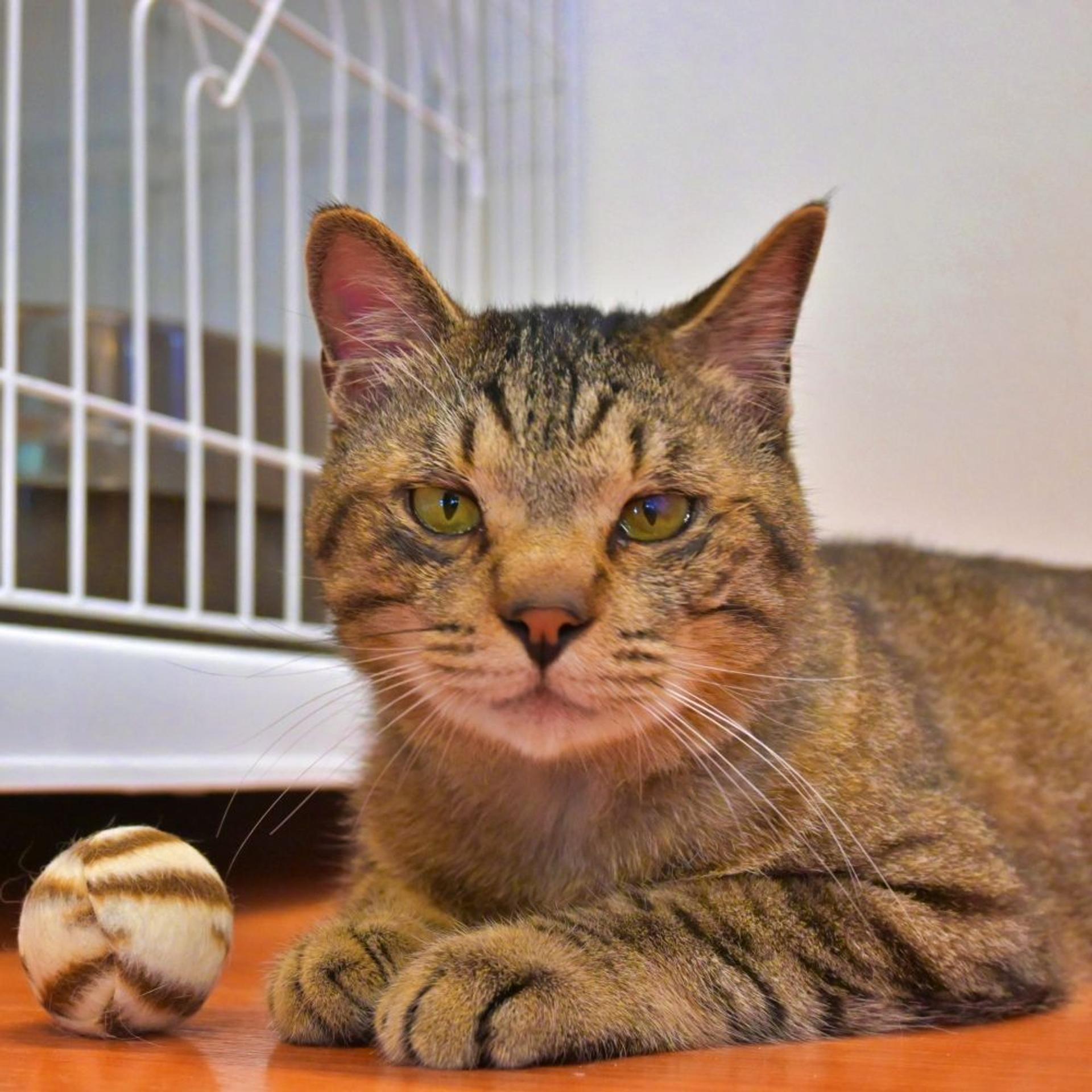 pet-image-3