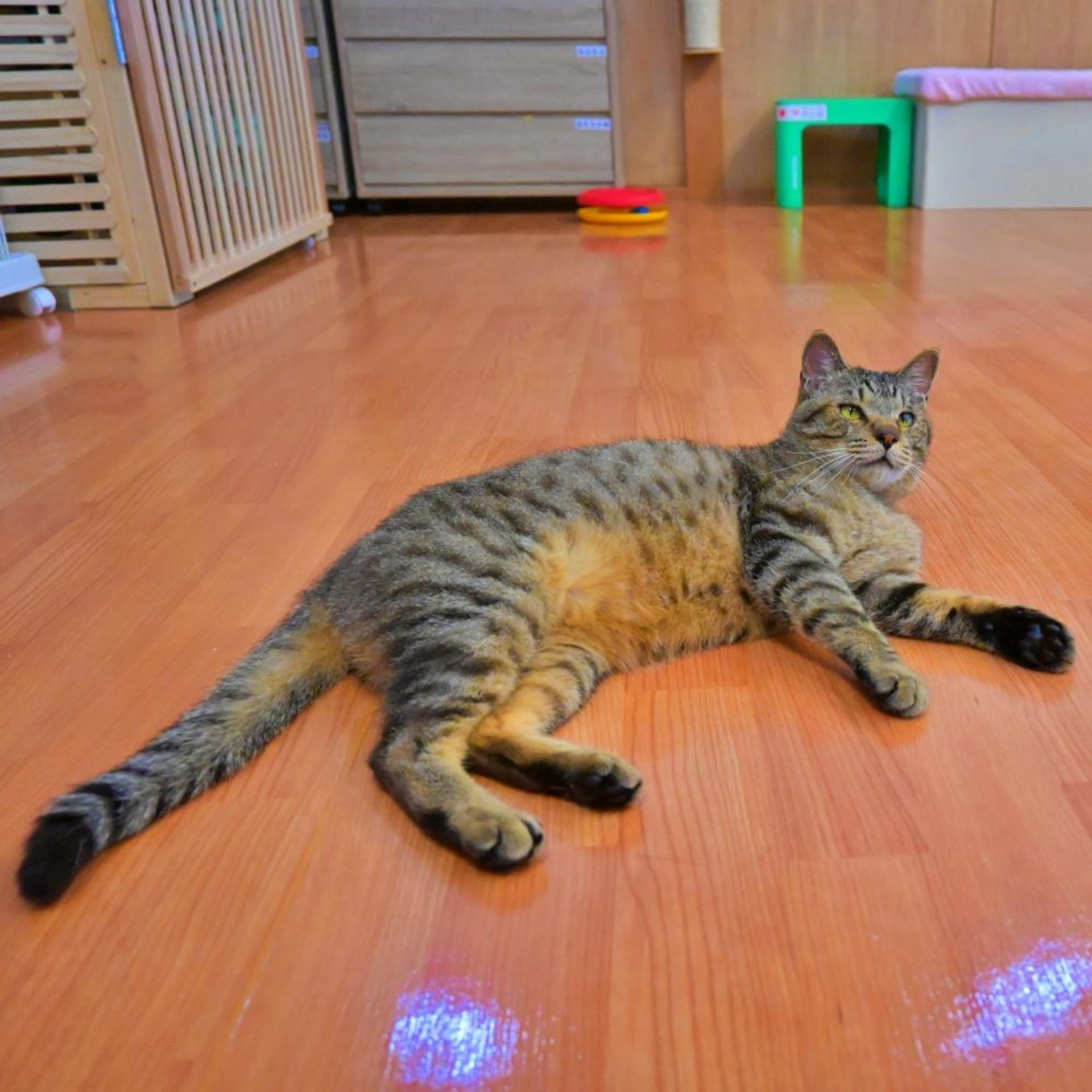 pet-image-5