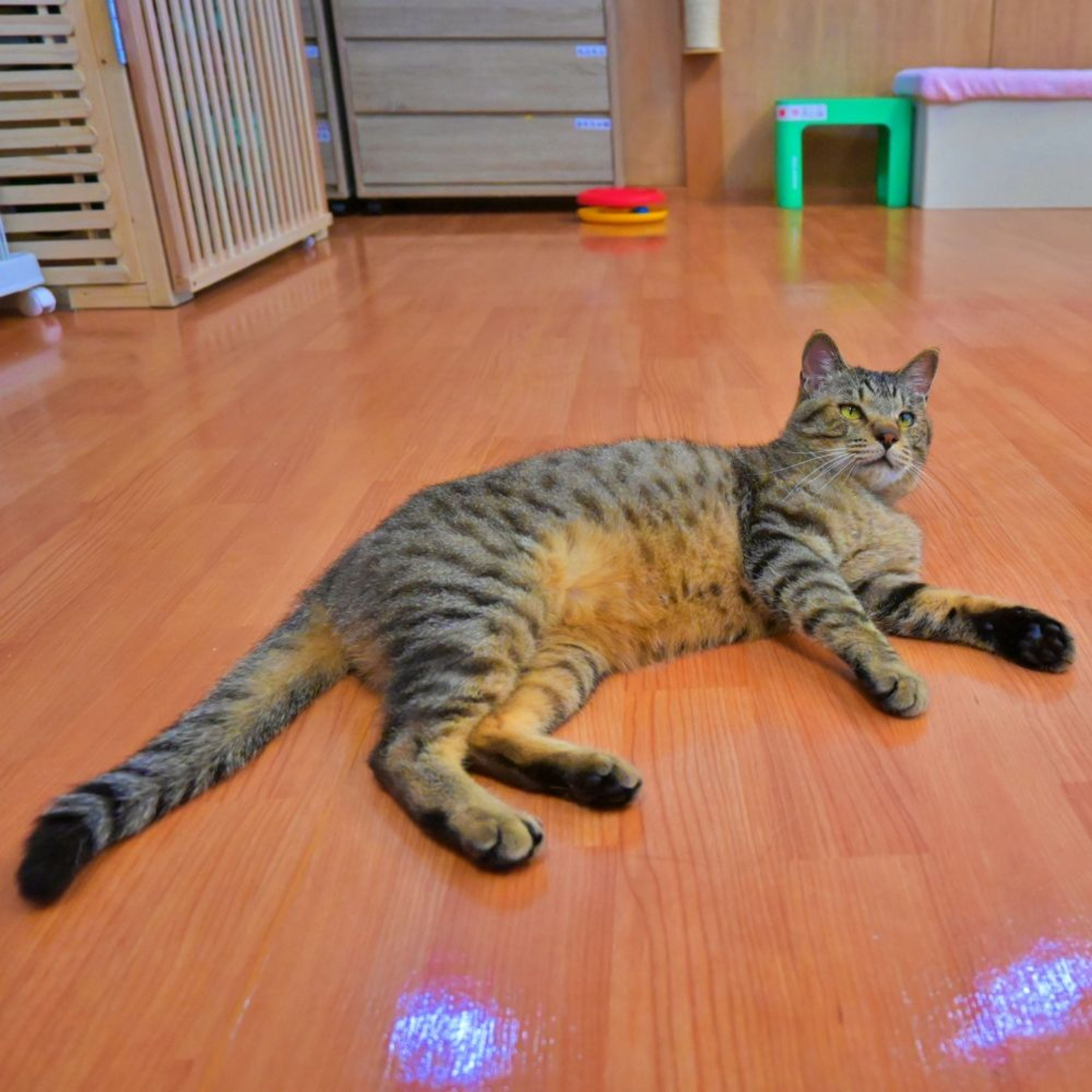 pet-image-5
