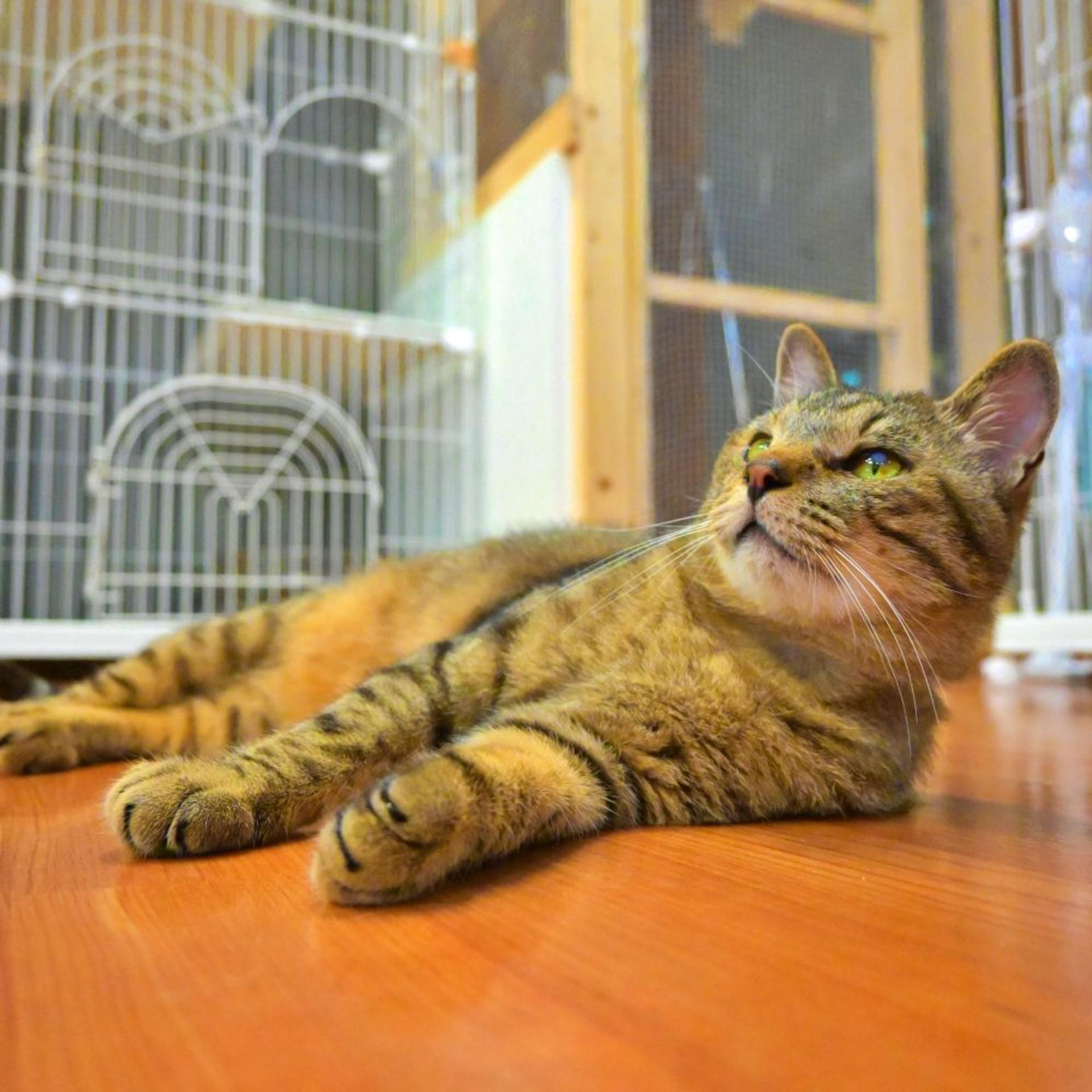 pet-image-6