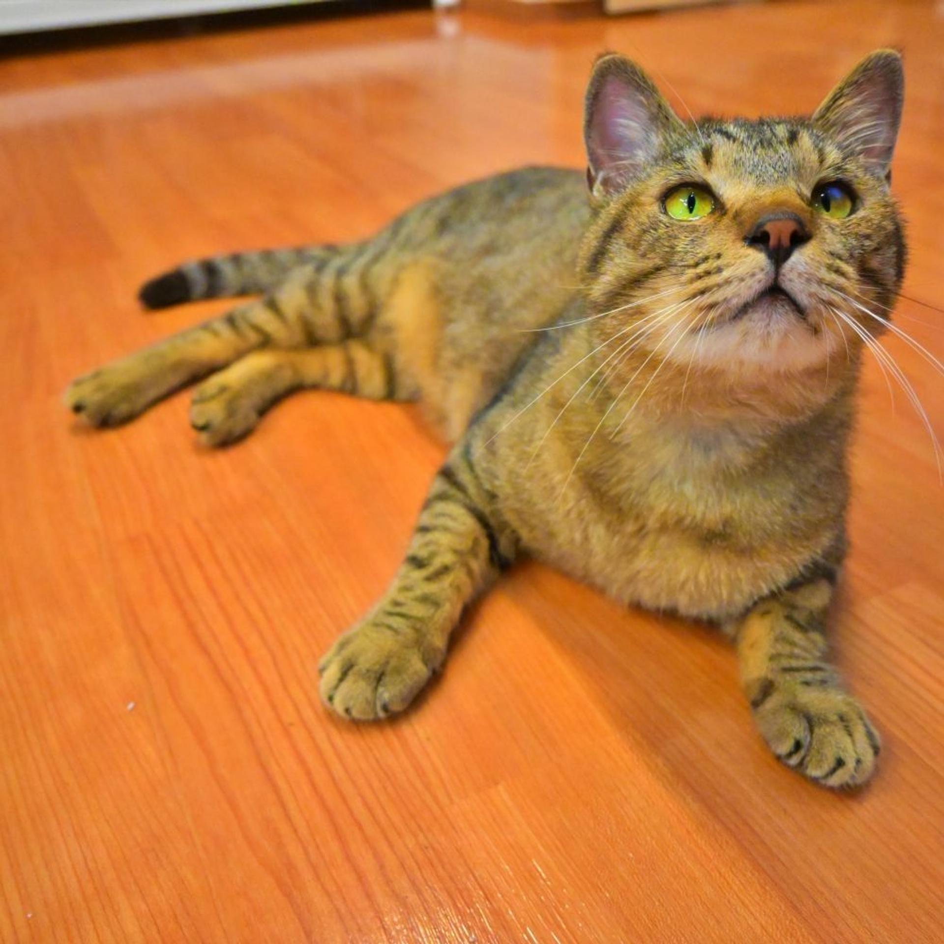 pet-image-7