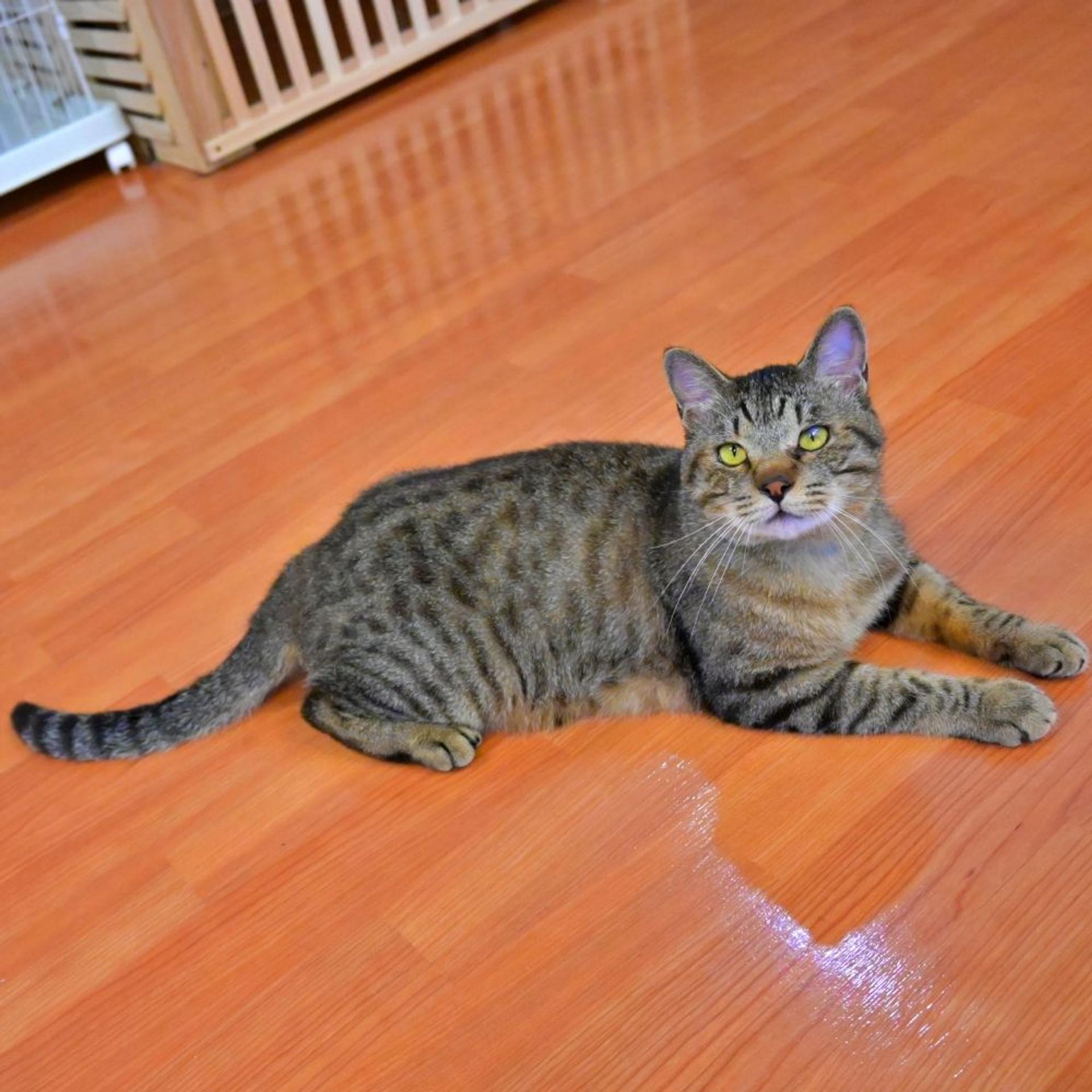 pet-image-9
