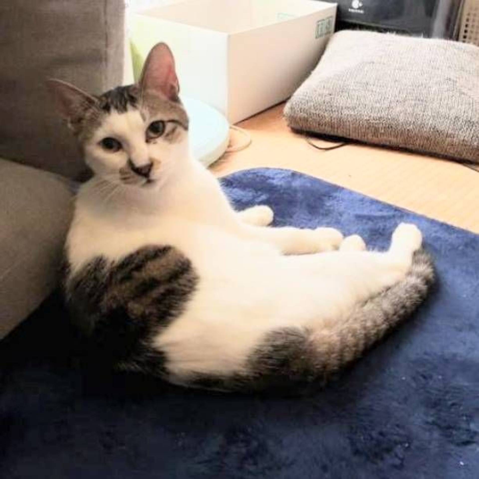 雑種（ミックス猫）・オスの里親募集の写真