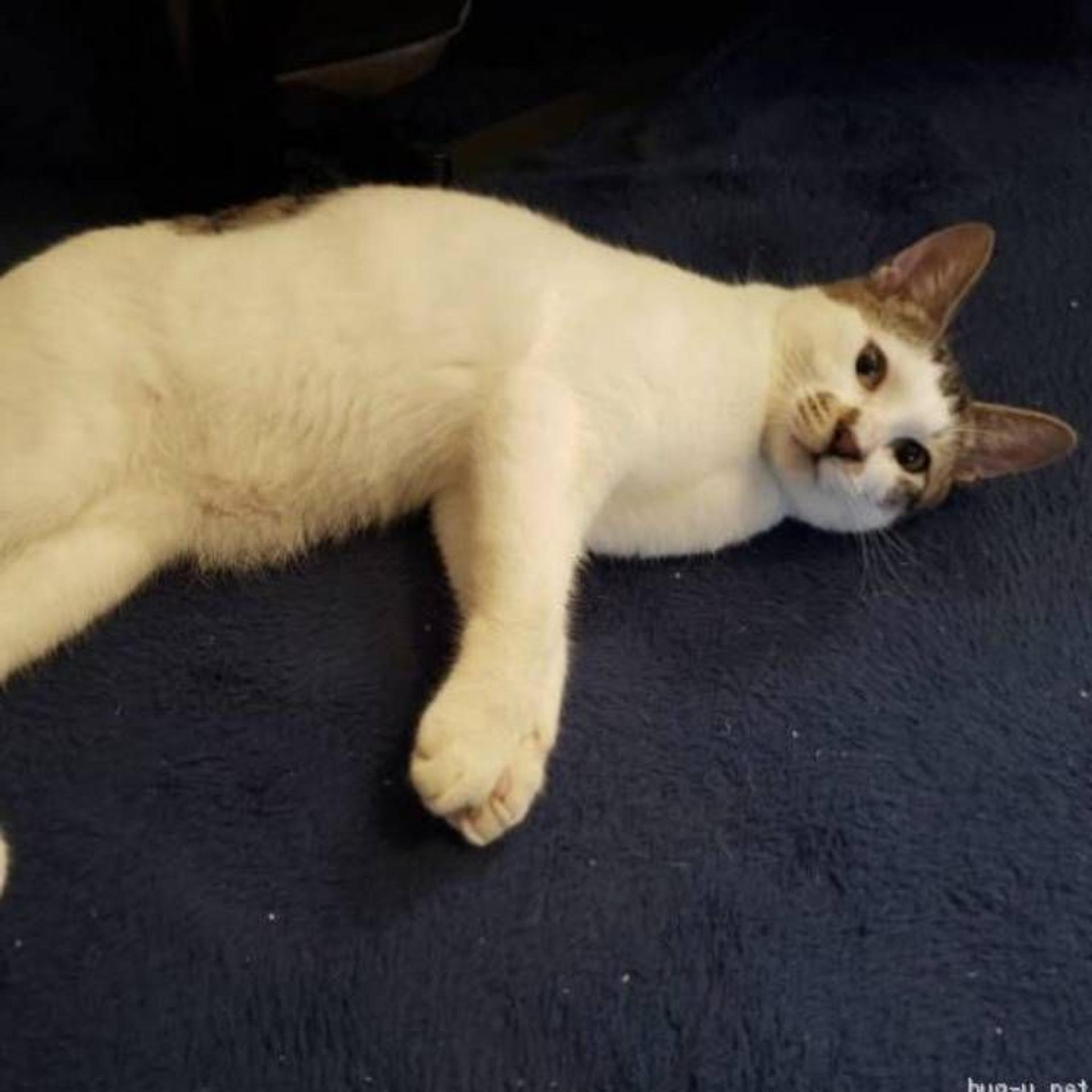 pet-image-2