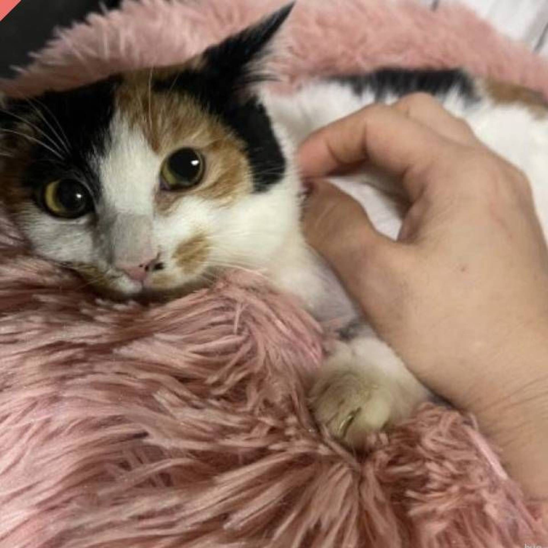 雑種（ミックス猫）・メスの里親募集の写真