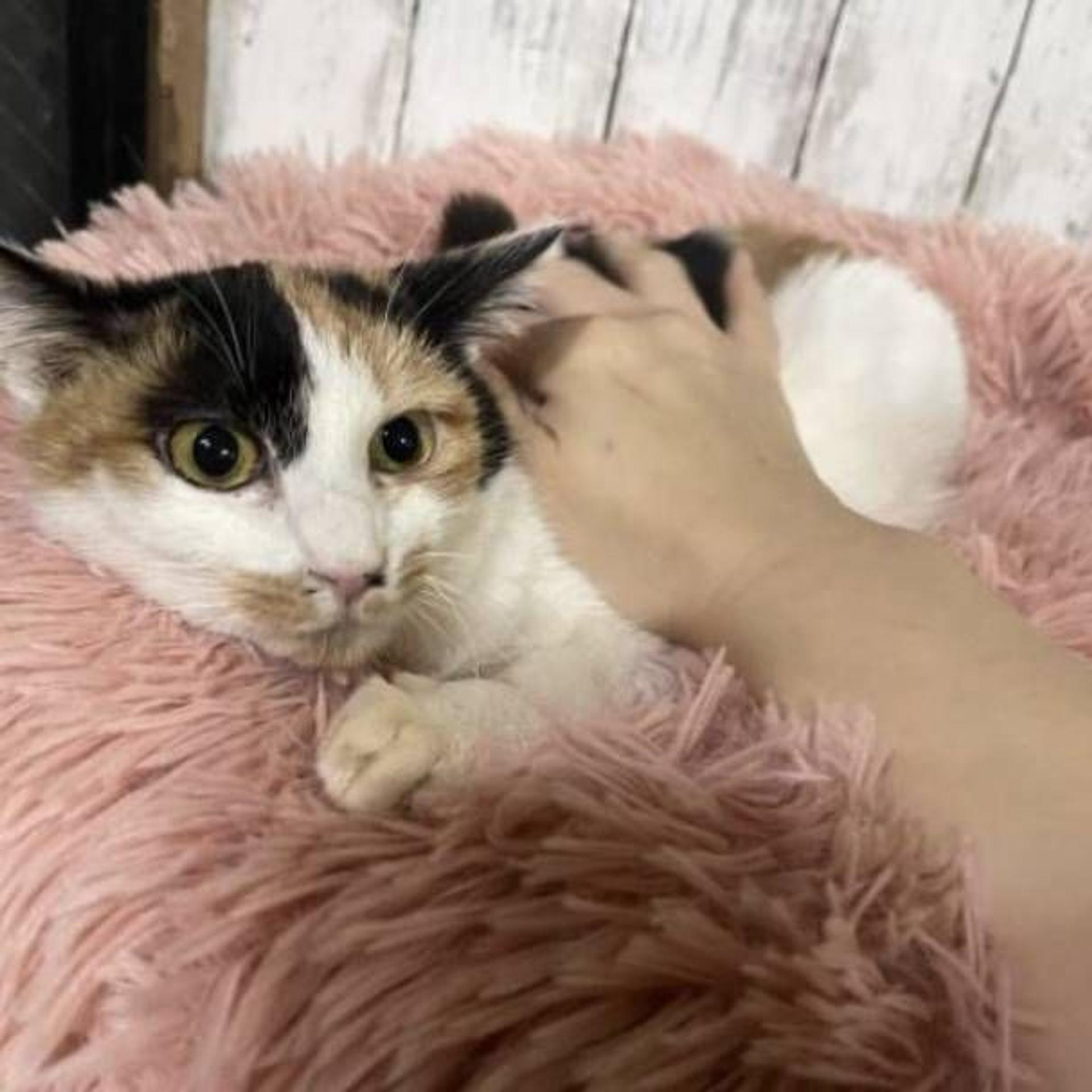 pet-image-3
