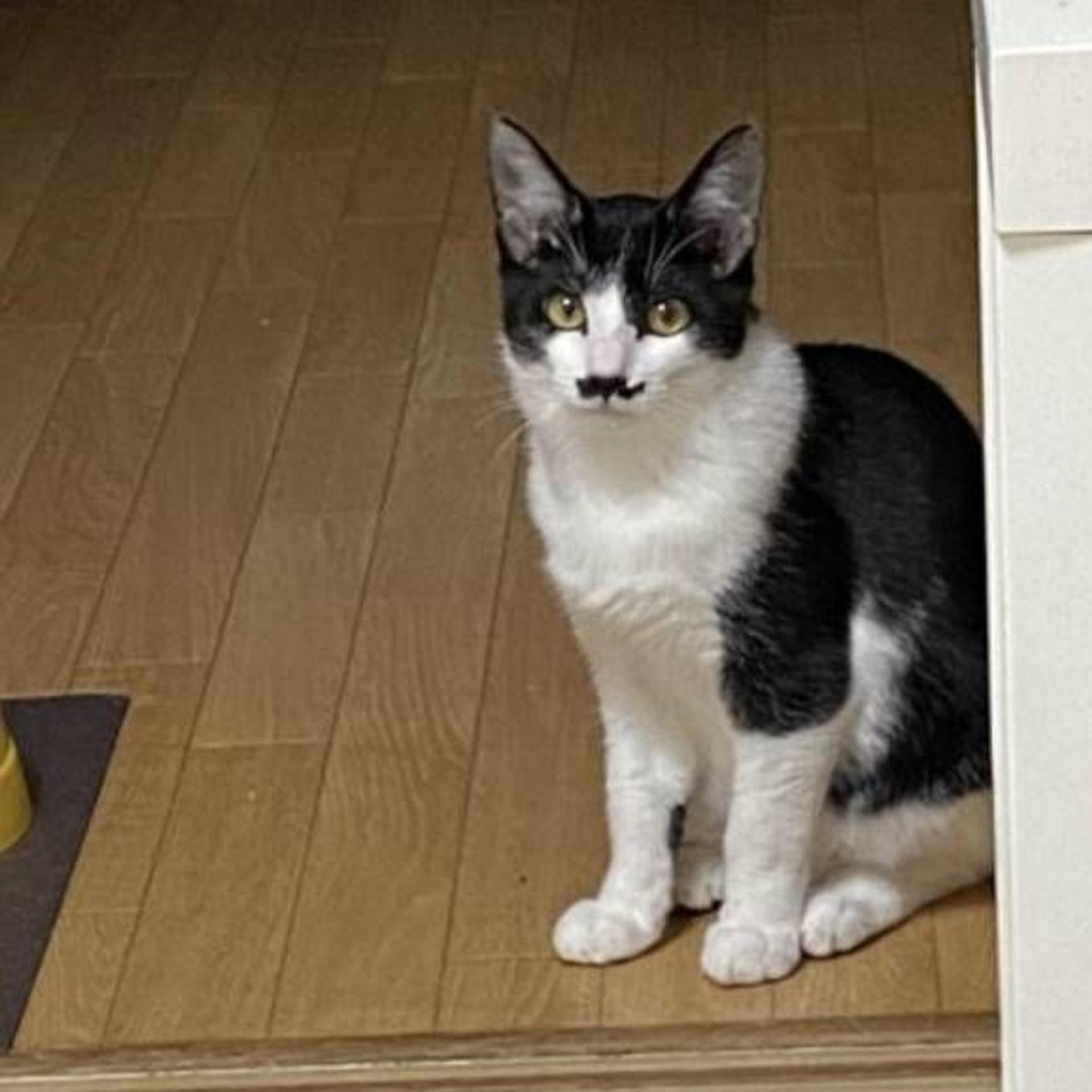 pet-image-2