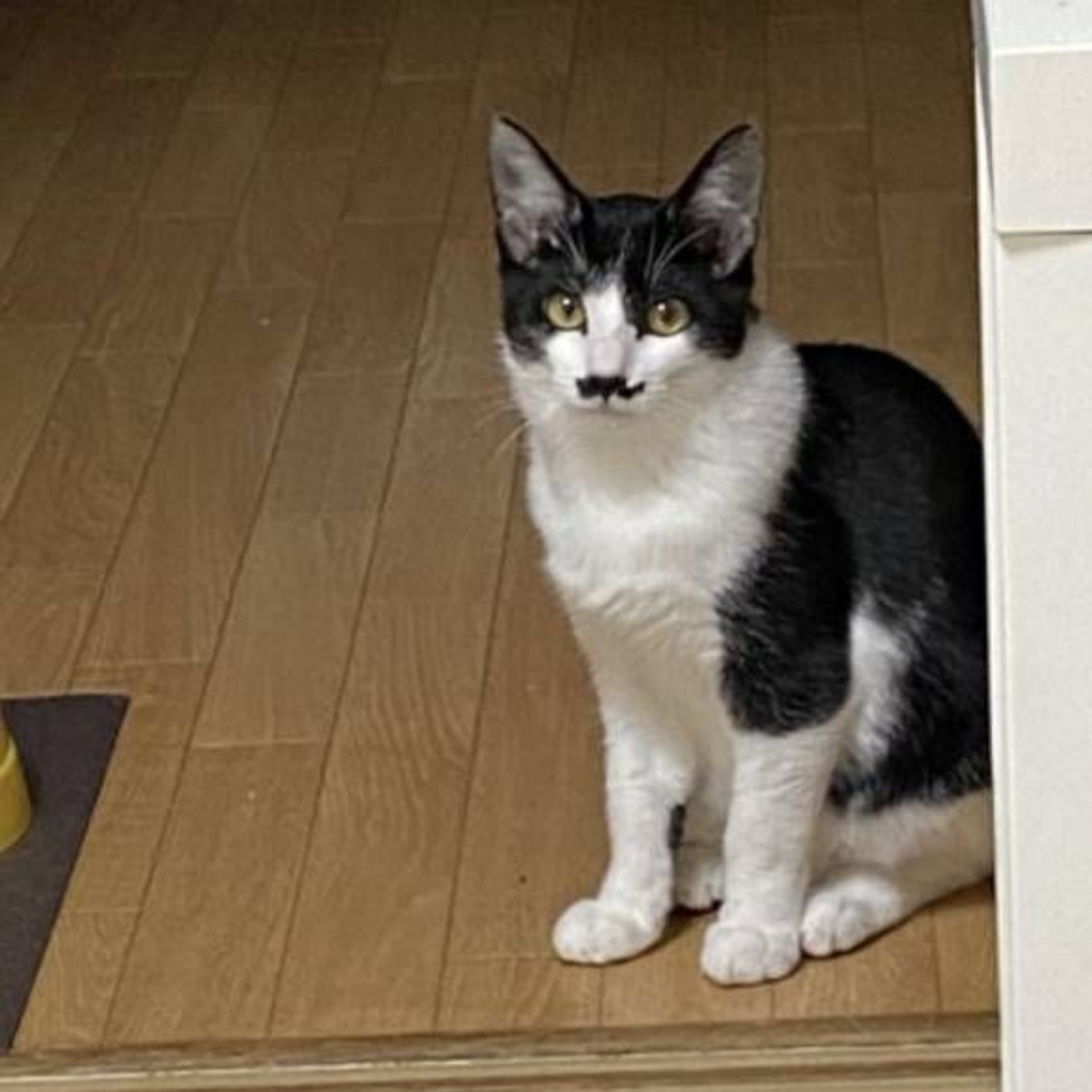 pet-image-2