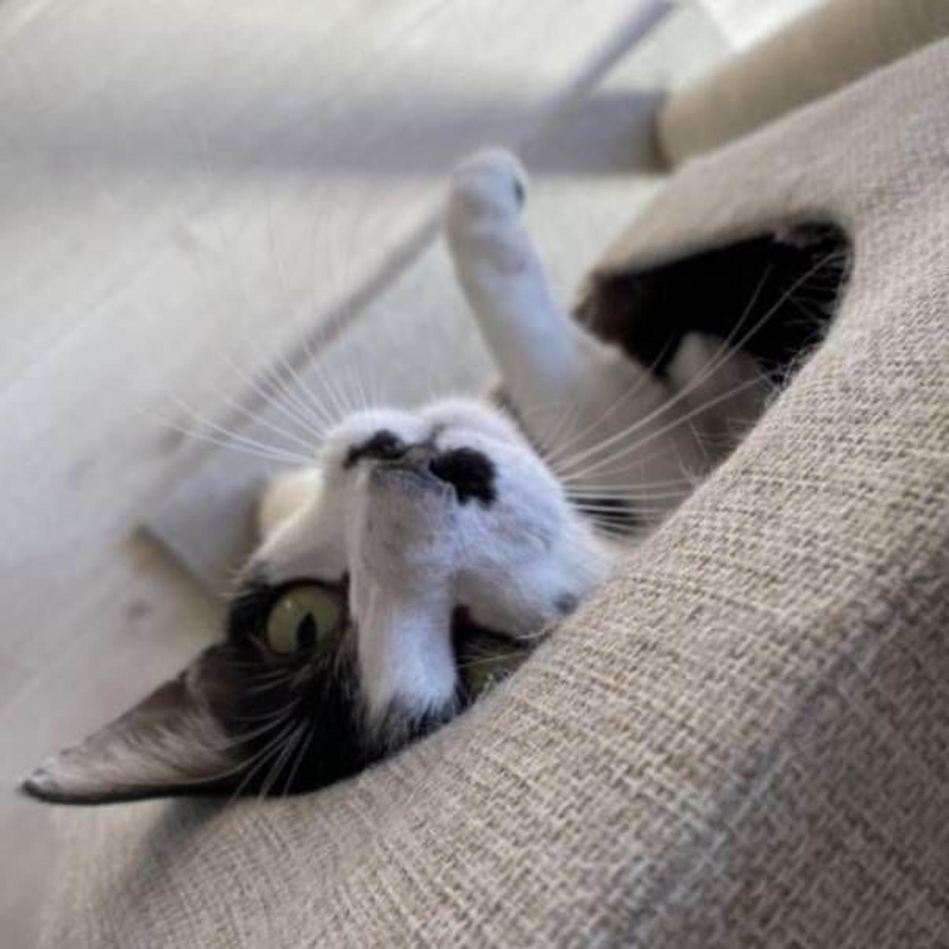 pet-image-4