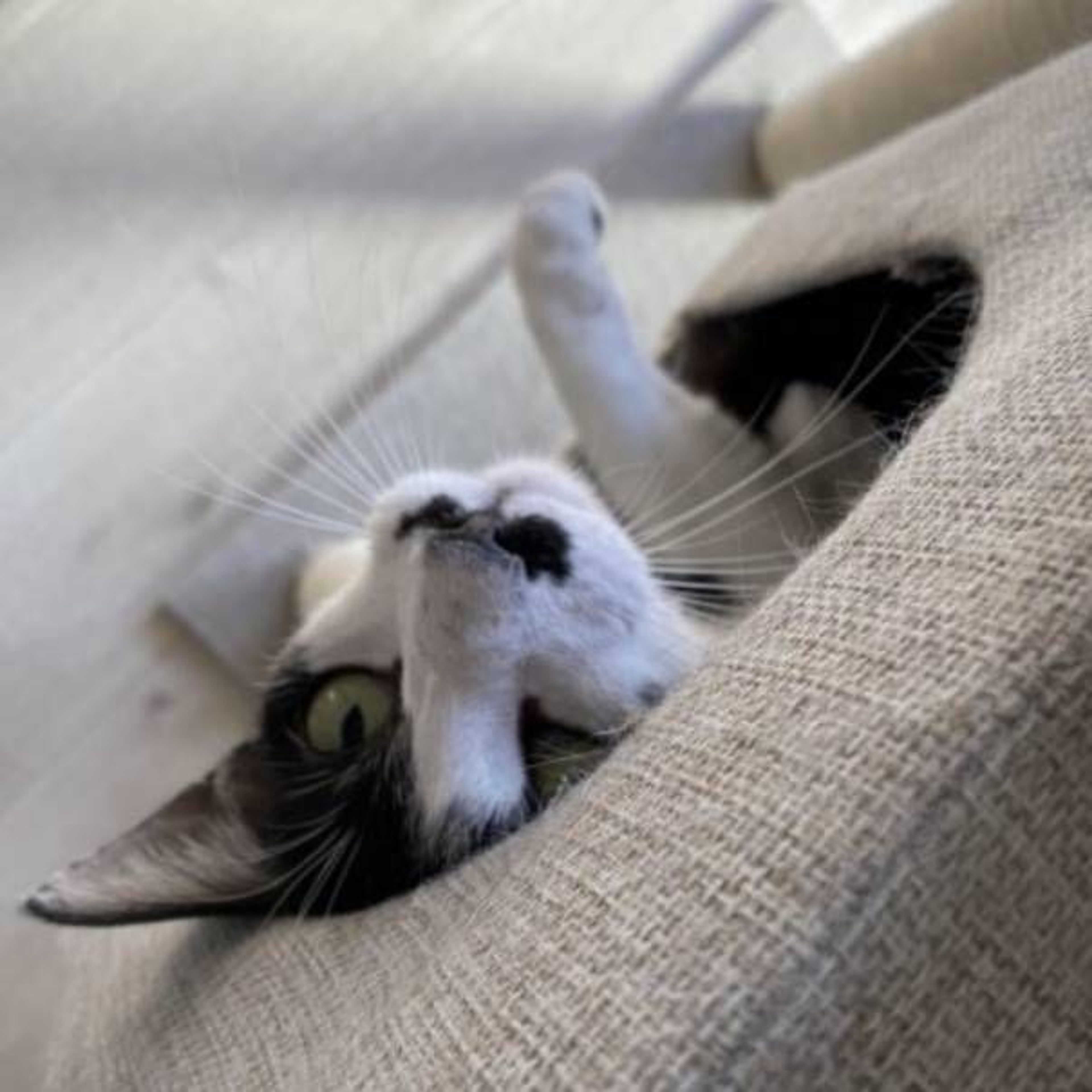 pet-image-4