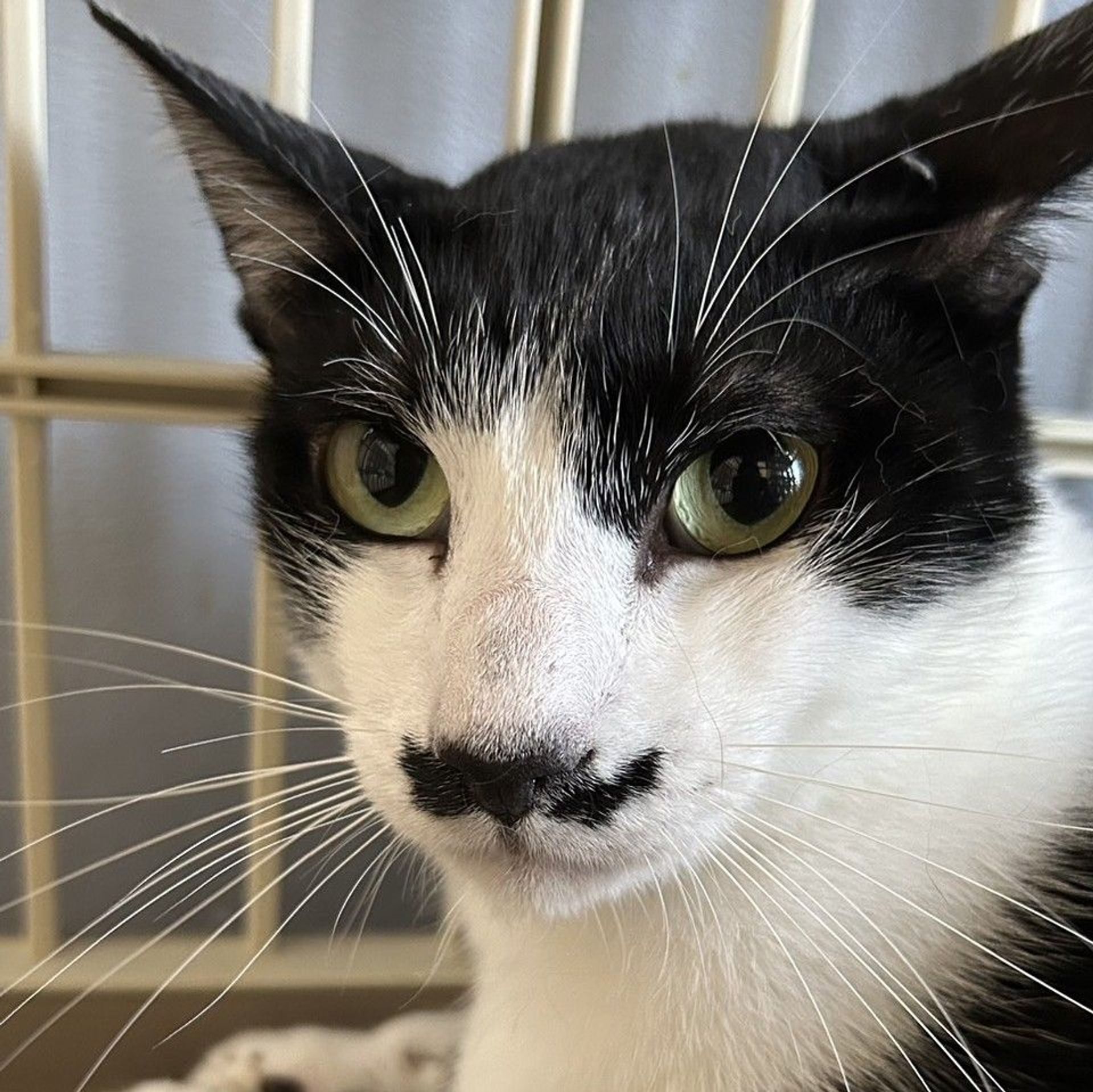 雑種（ミックス猫）・オスの里親募集の写真