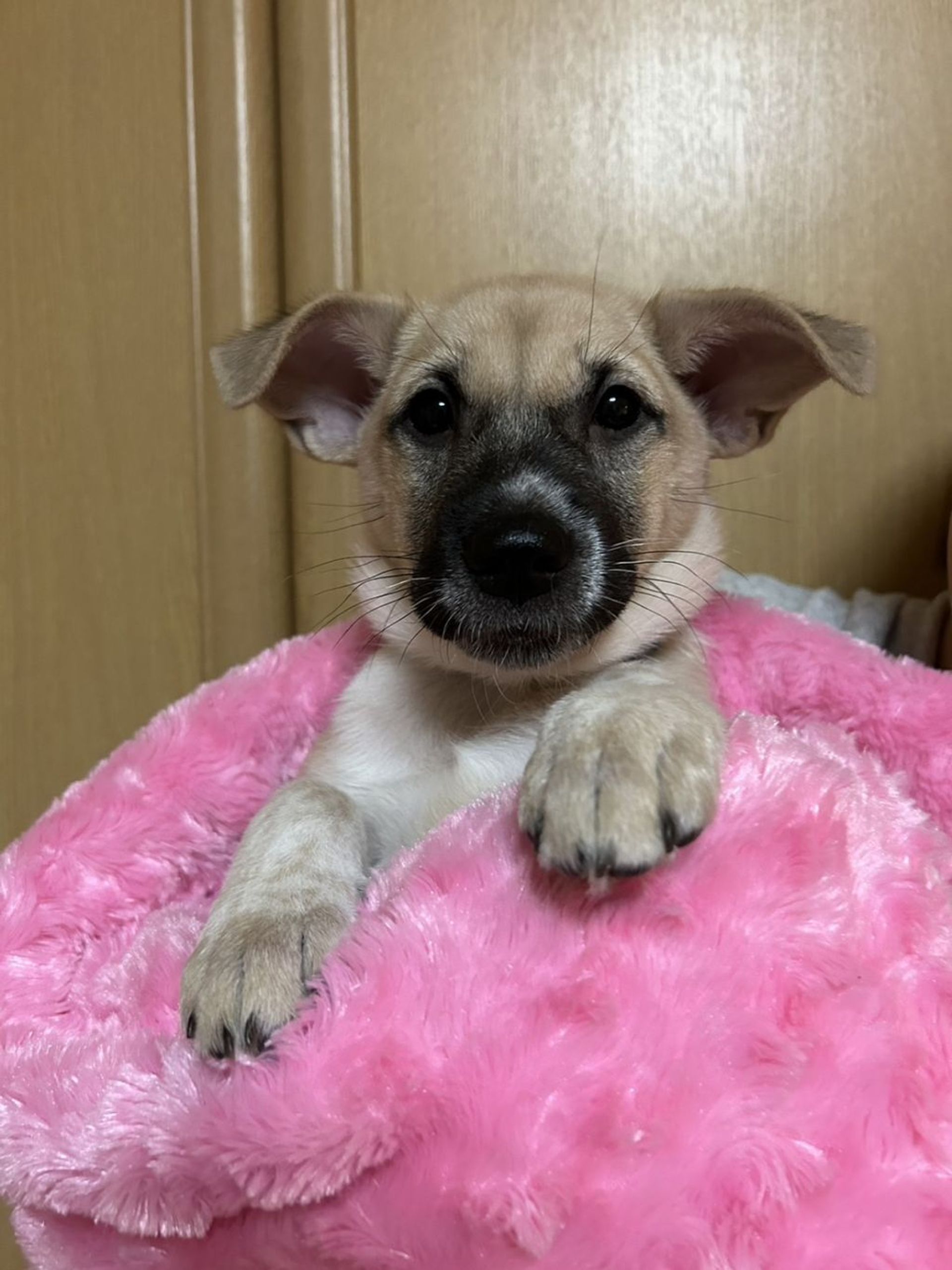 雑種（ミックス犬）・メスの里親募集の写真