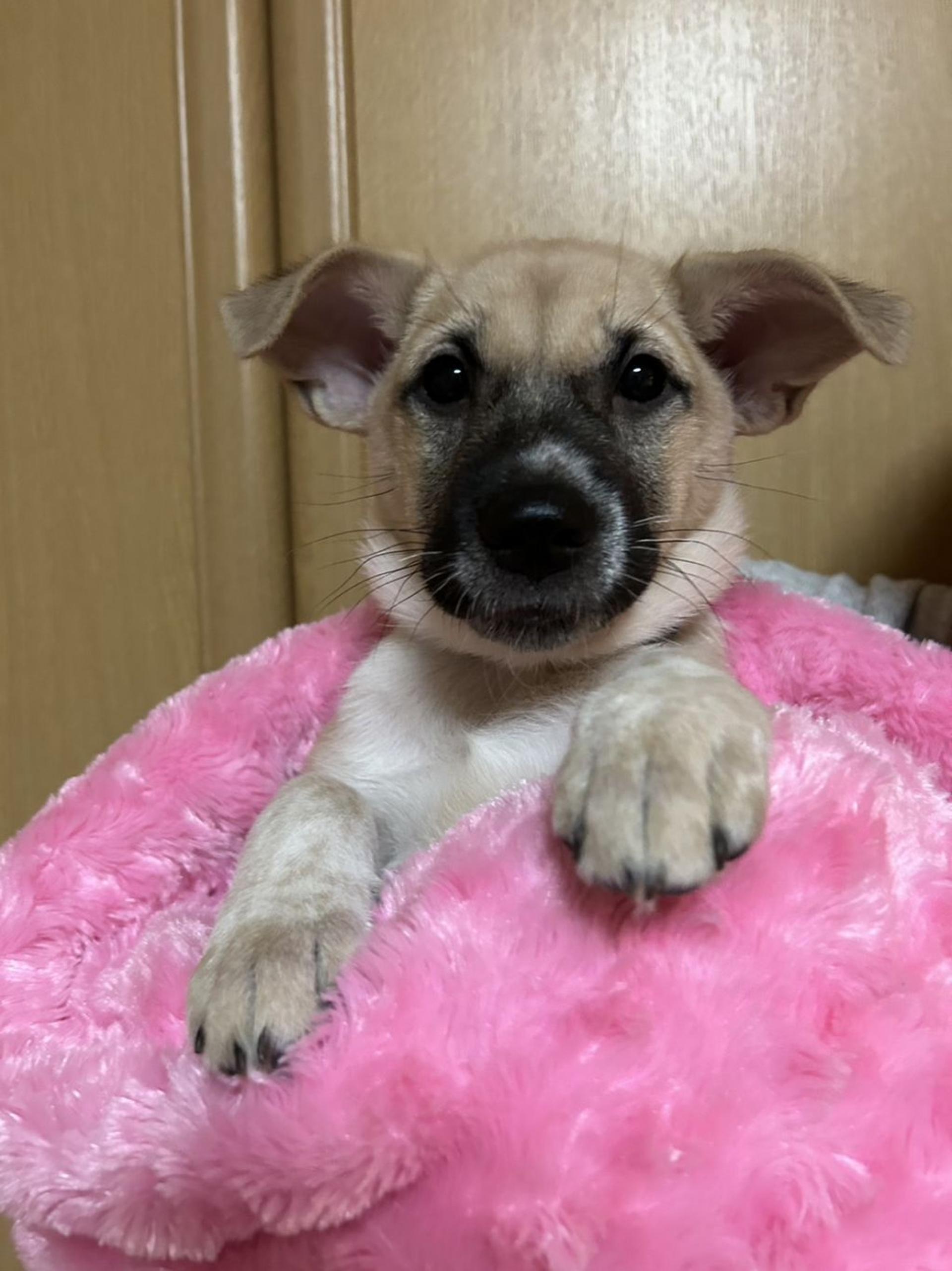 pet-image-2