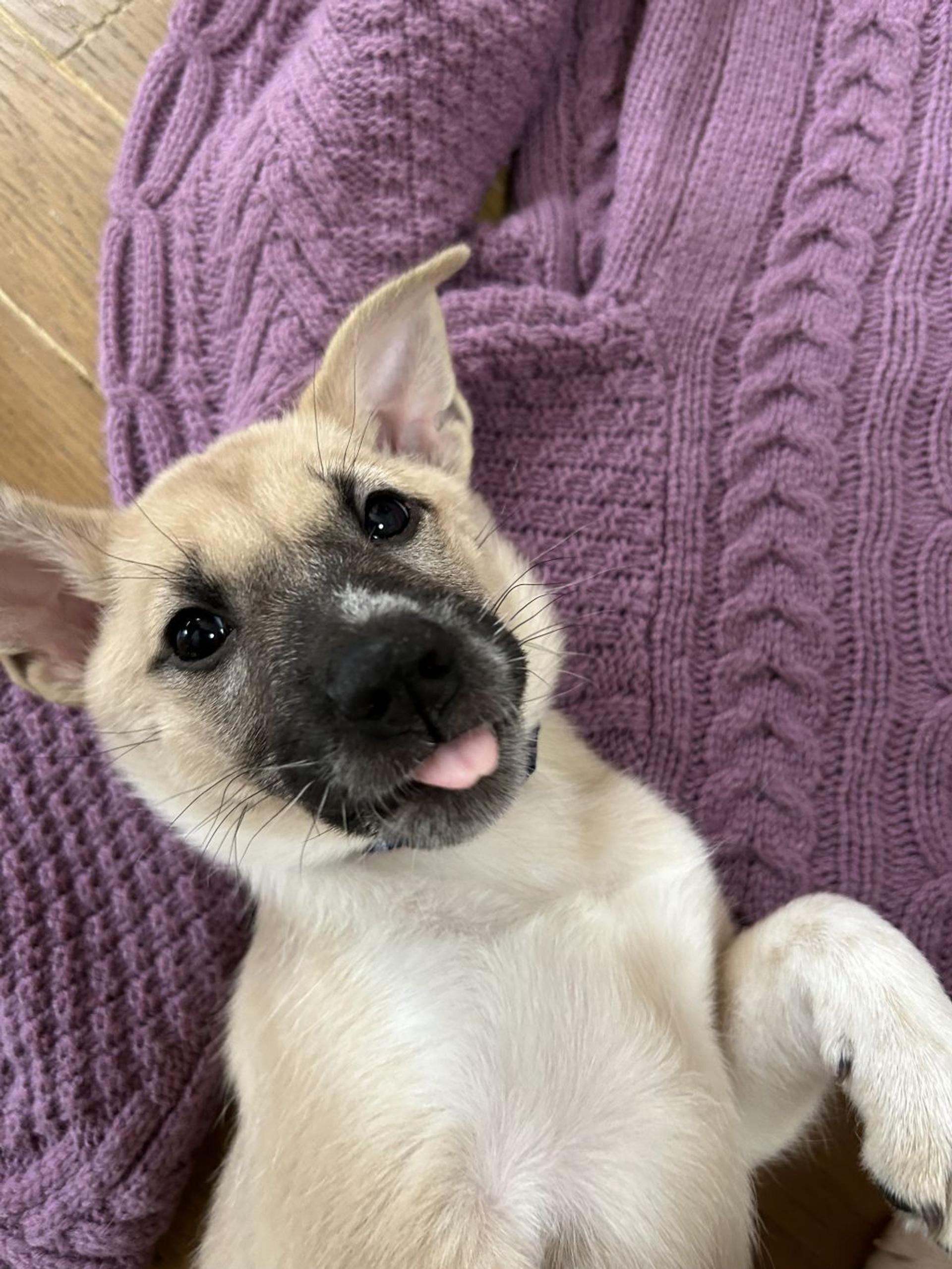 pet-image-3