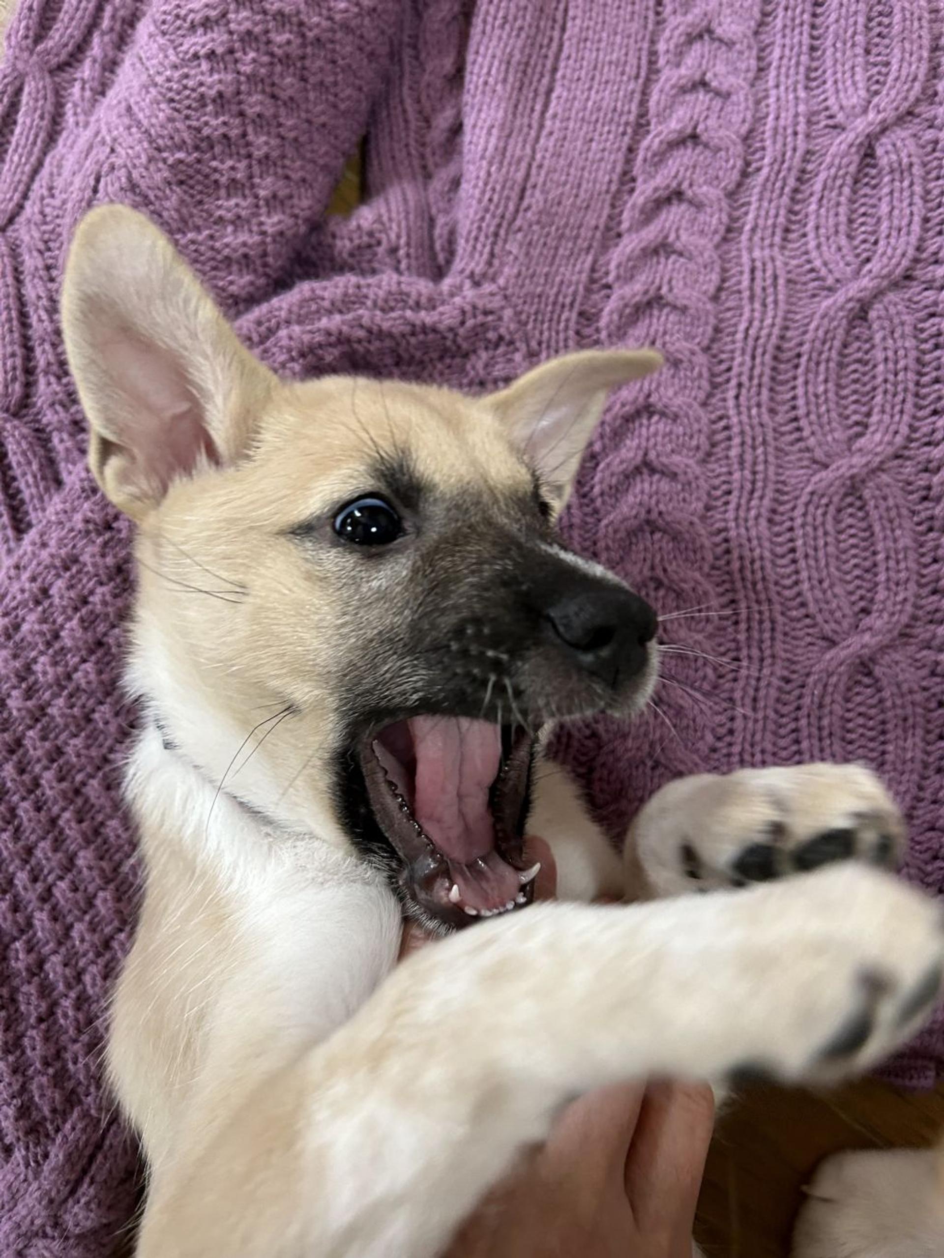 pet-image-4