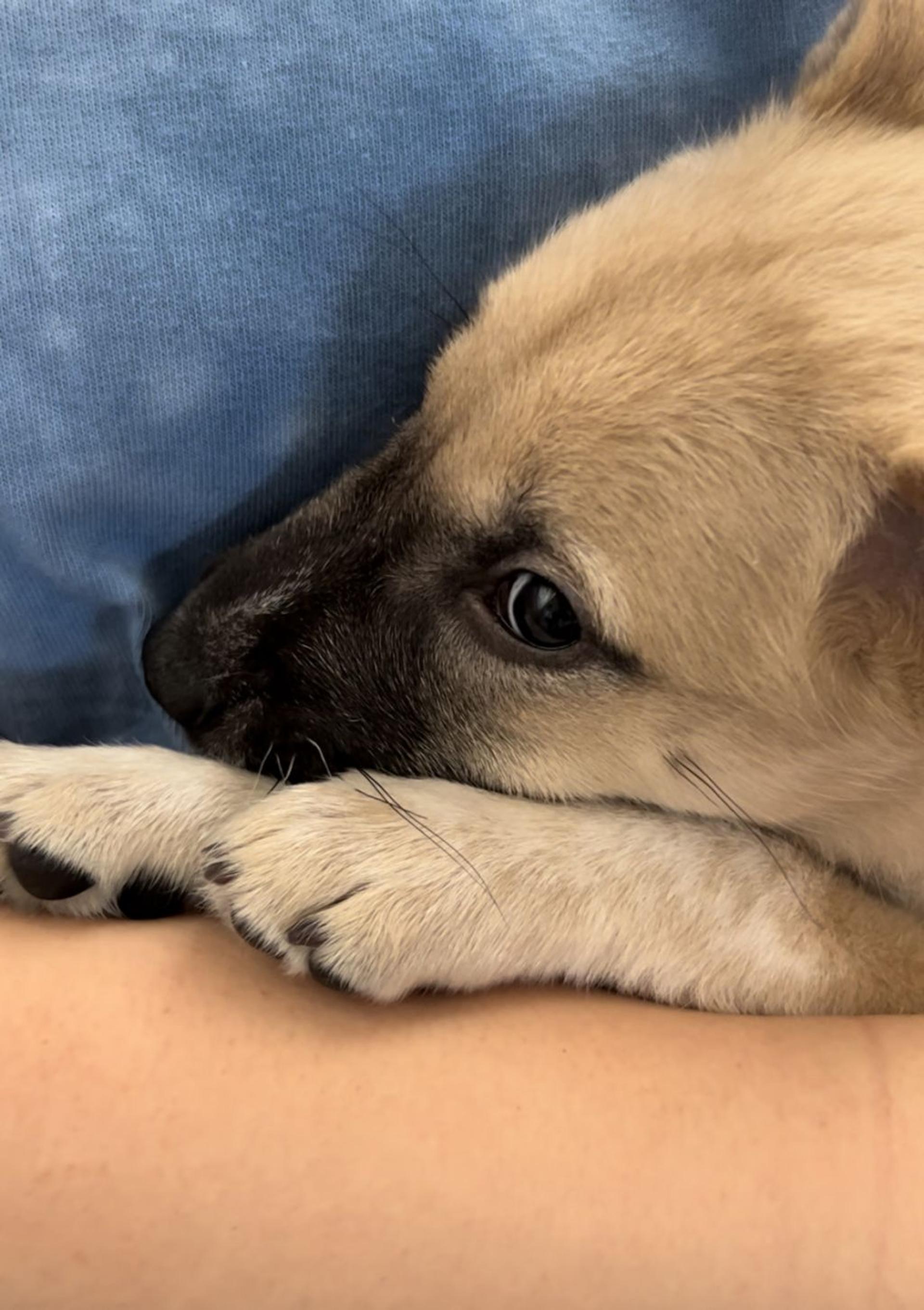 pet-image-6