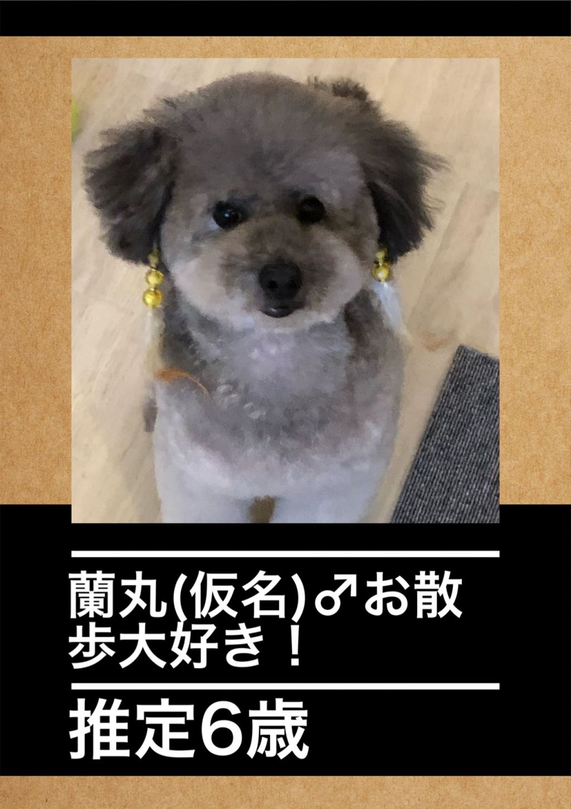 トイプードル・オスの里親募集の写真