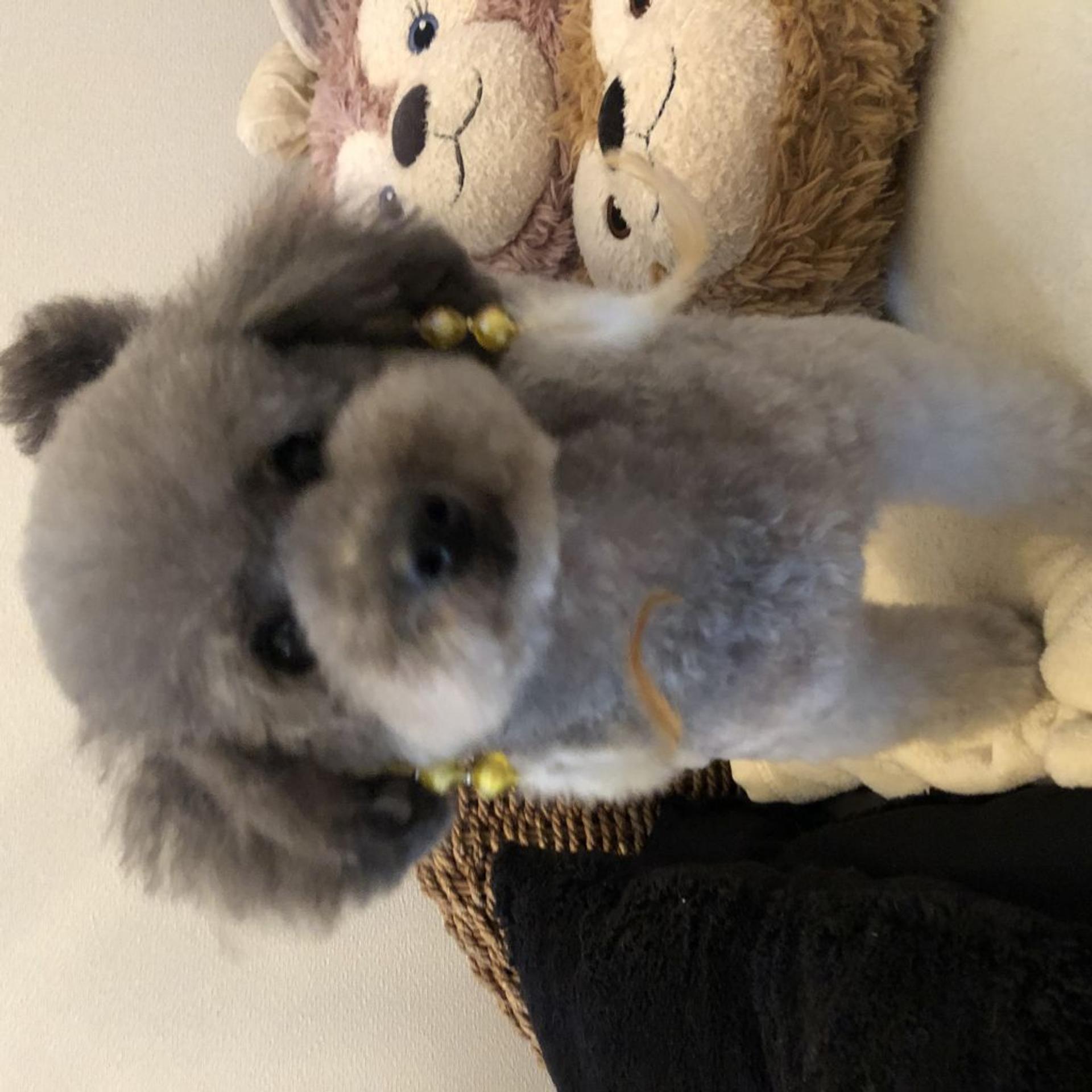 pet-image-2