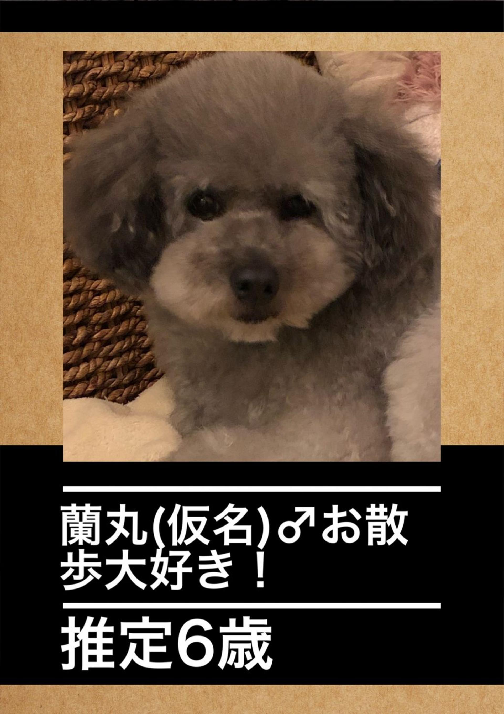 pet-image-3