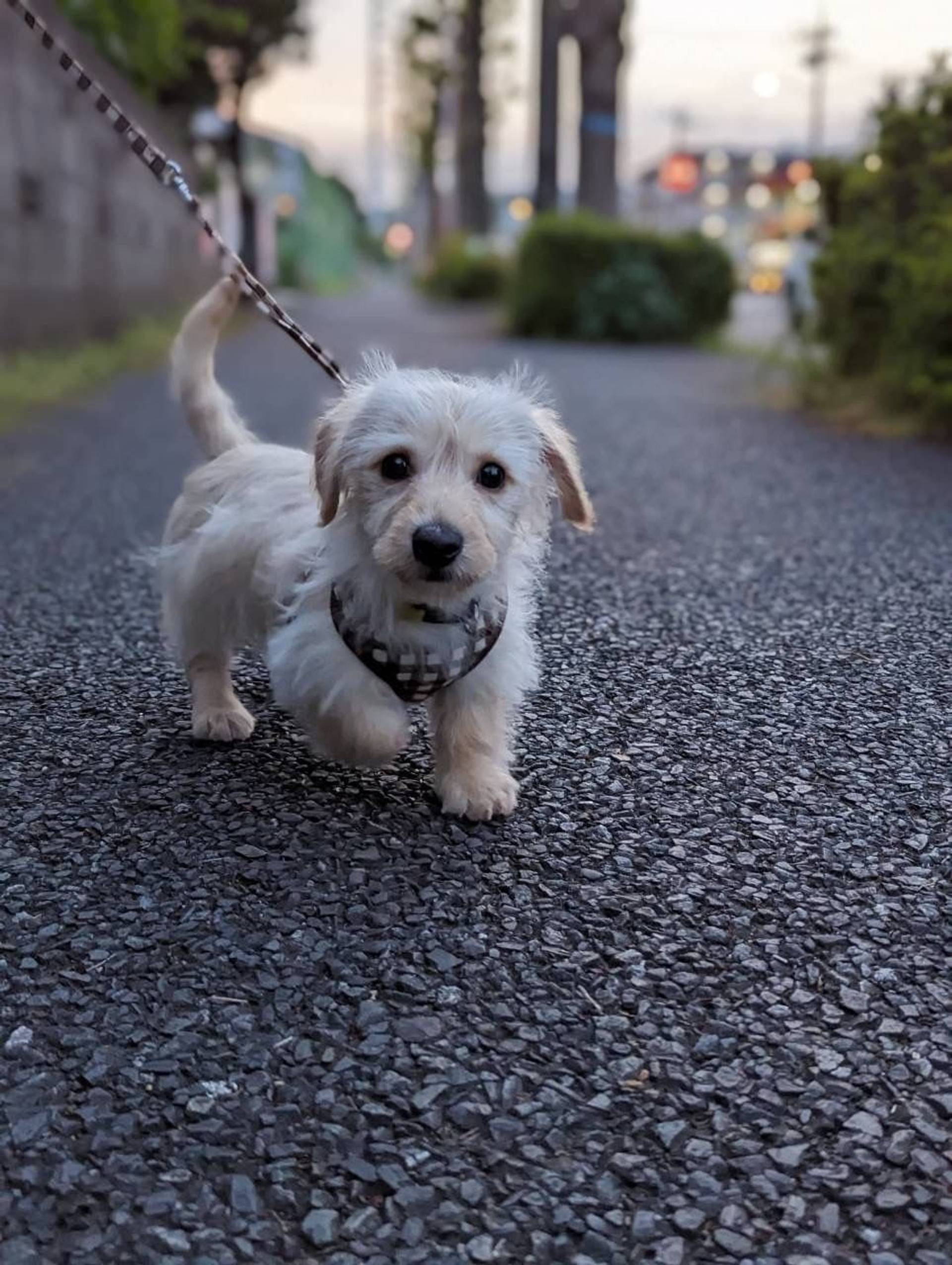 雑種（ミックス犬）・オスの里親募集の写真