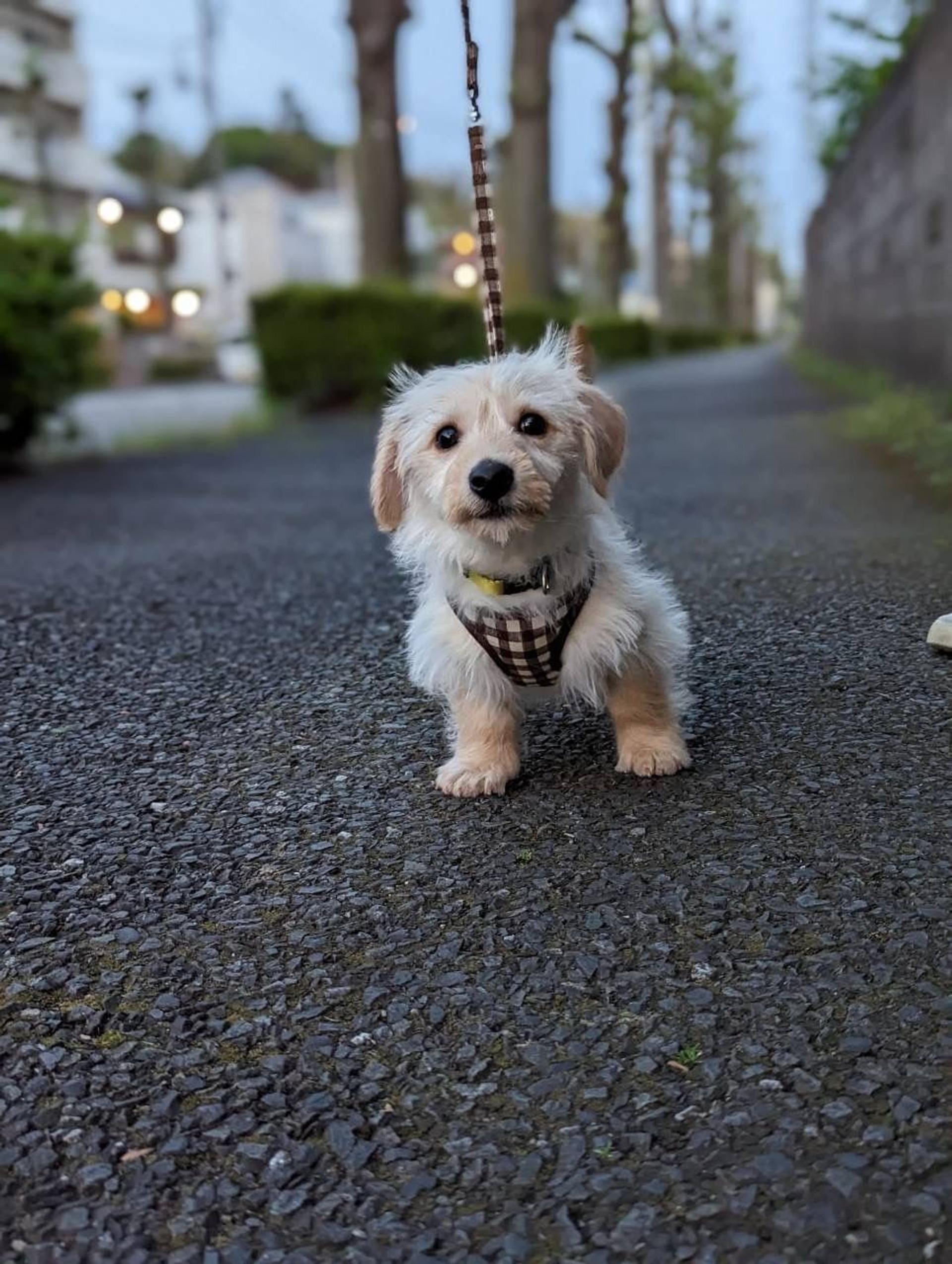 pet-image-3