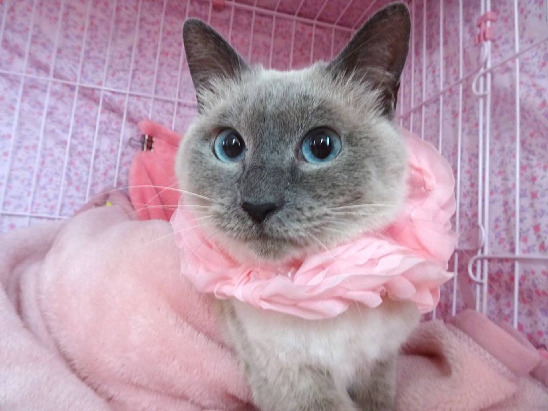 雑種（ミックス猫）・メスの里親募集の写真