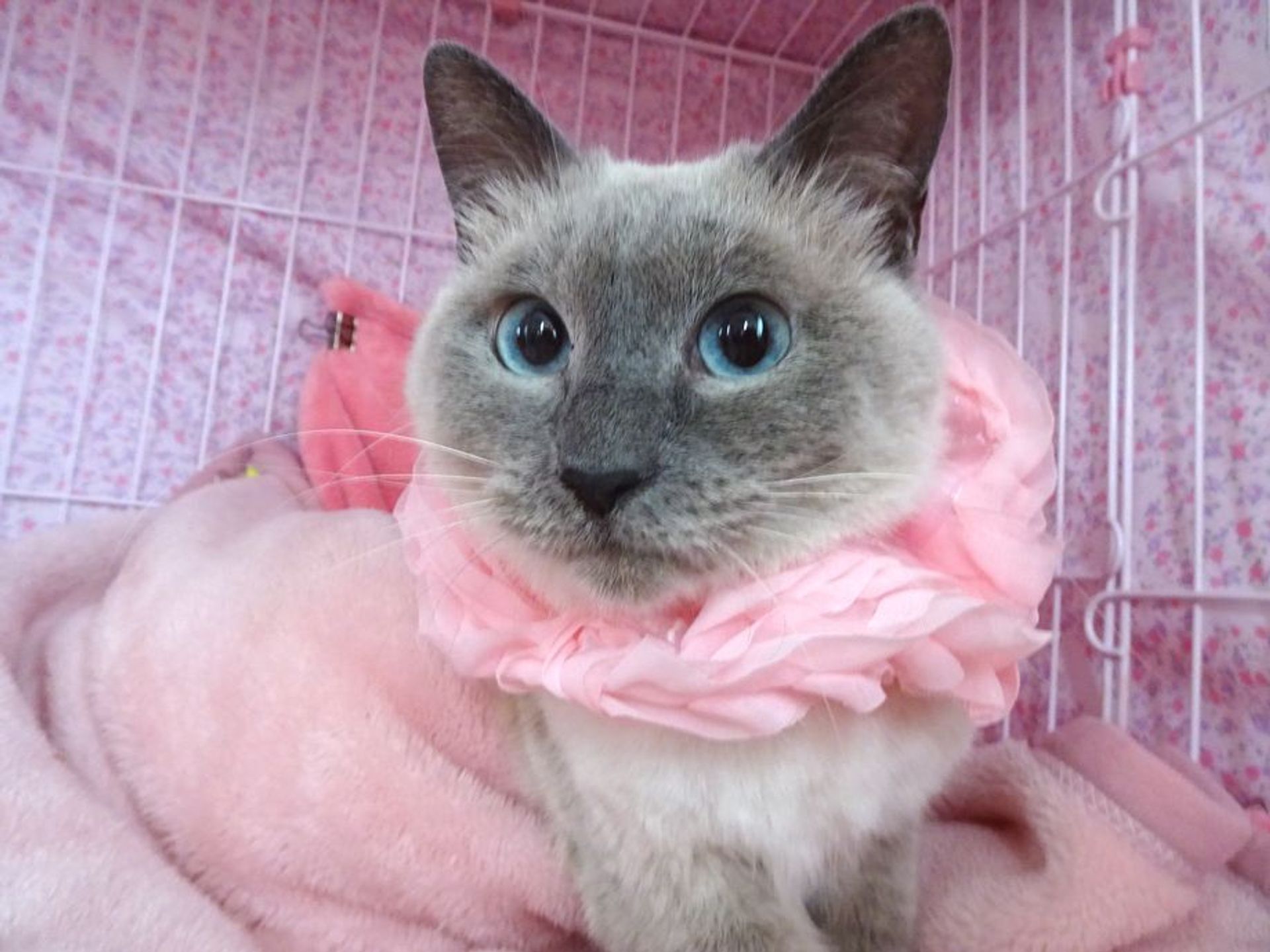 雑種（ミックス猫）・メスの里親募集の写真