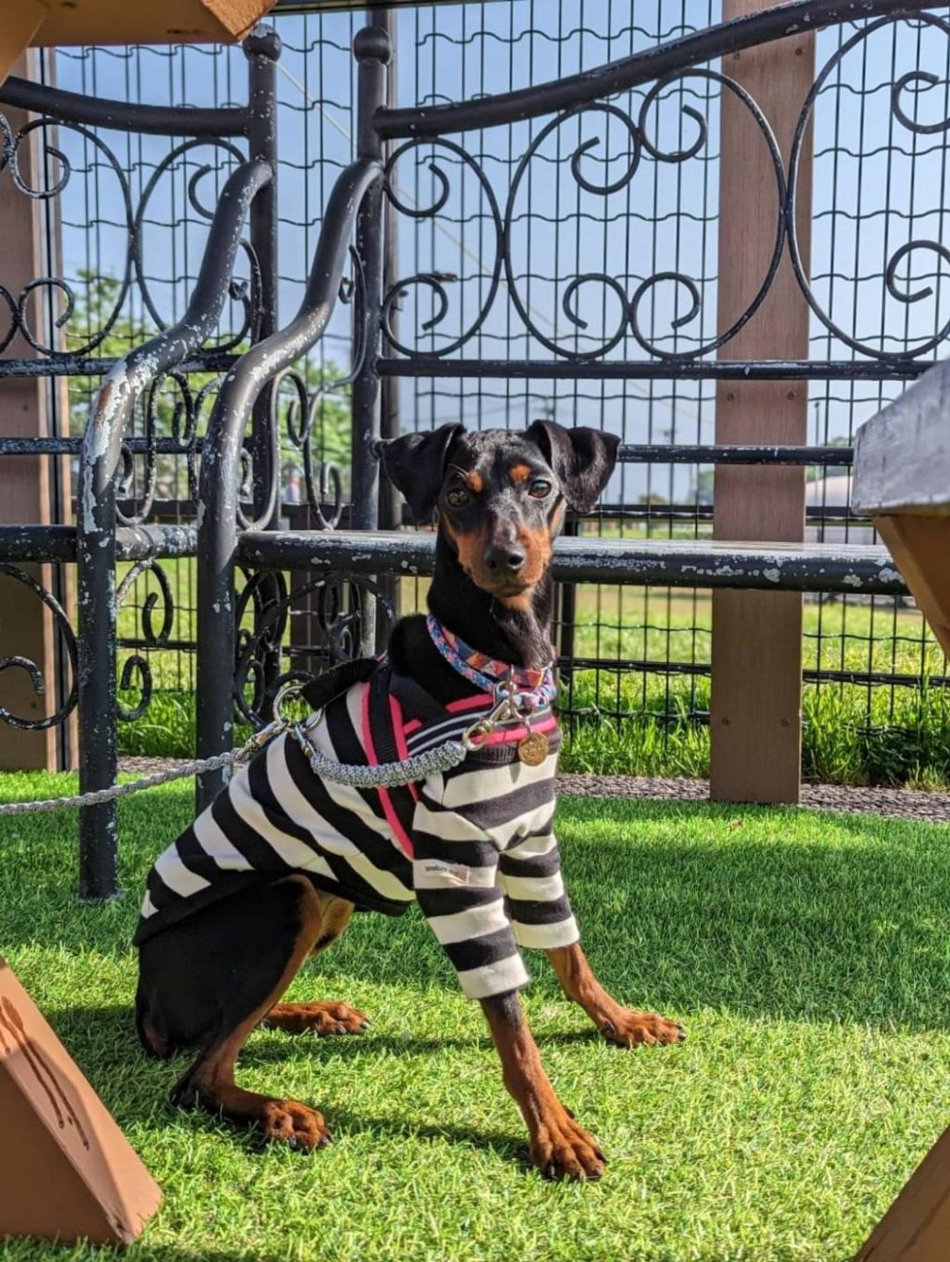 pet-image-2