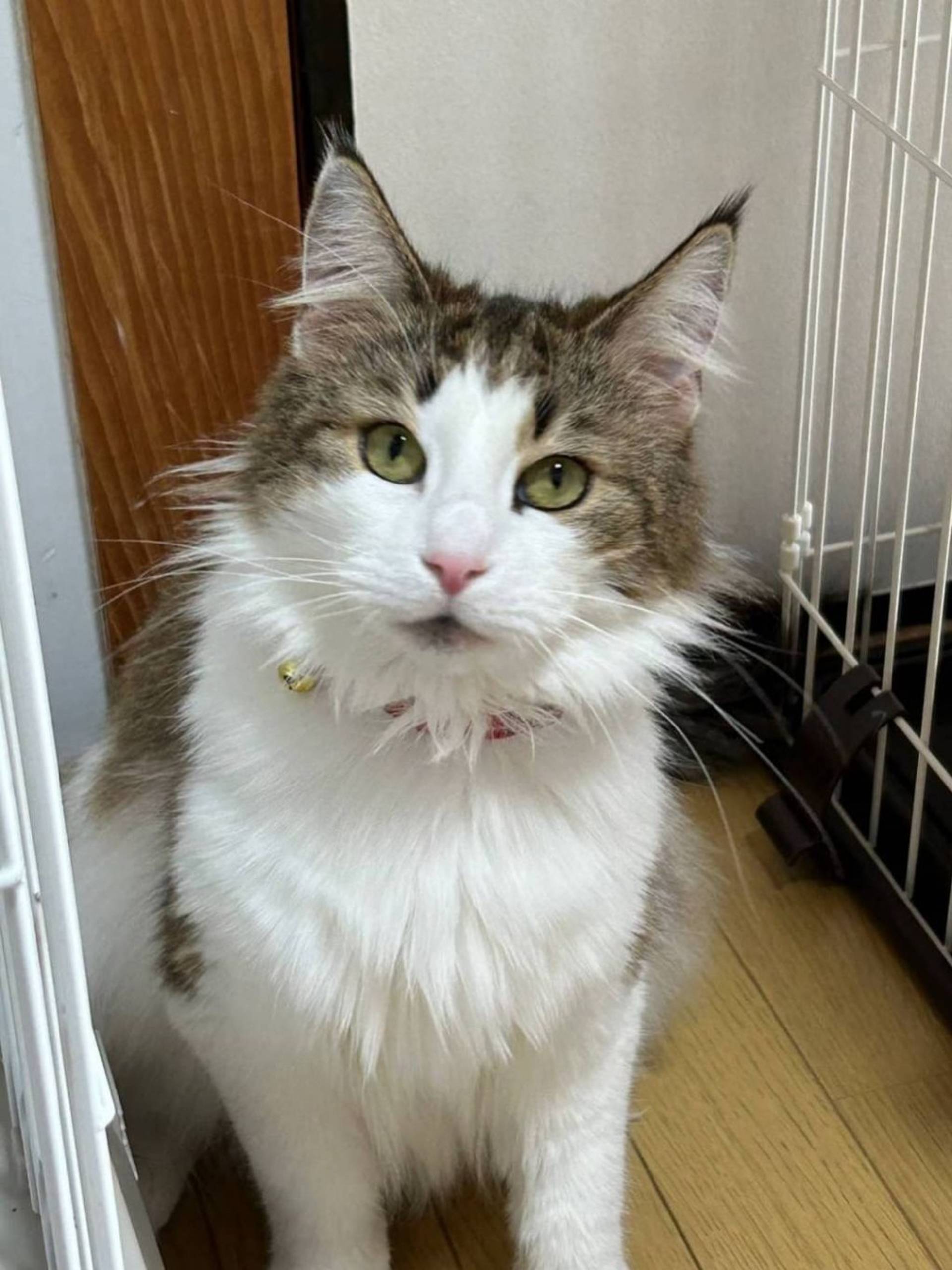 ノルウェージャンフォレストキャット・メスの里親募集の写真