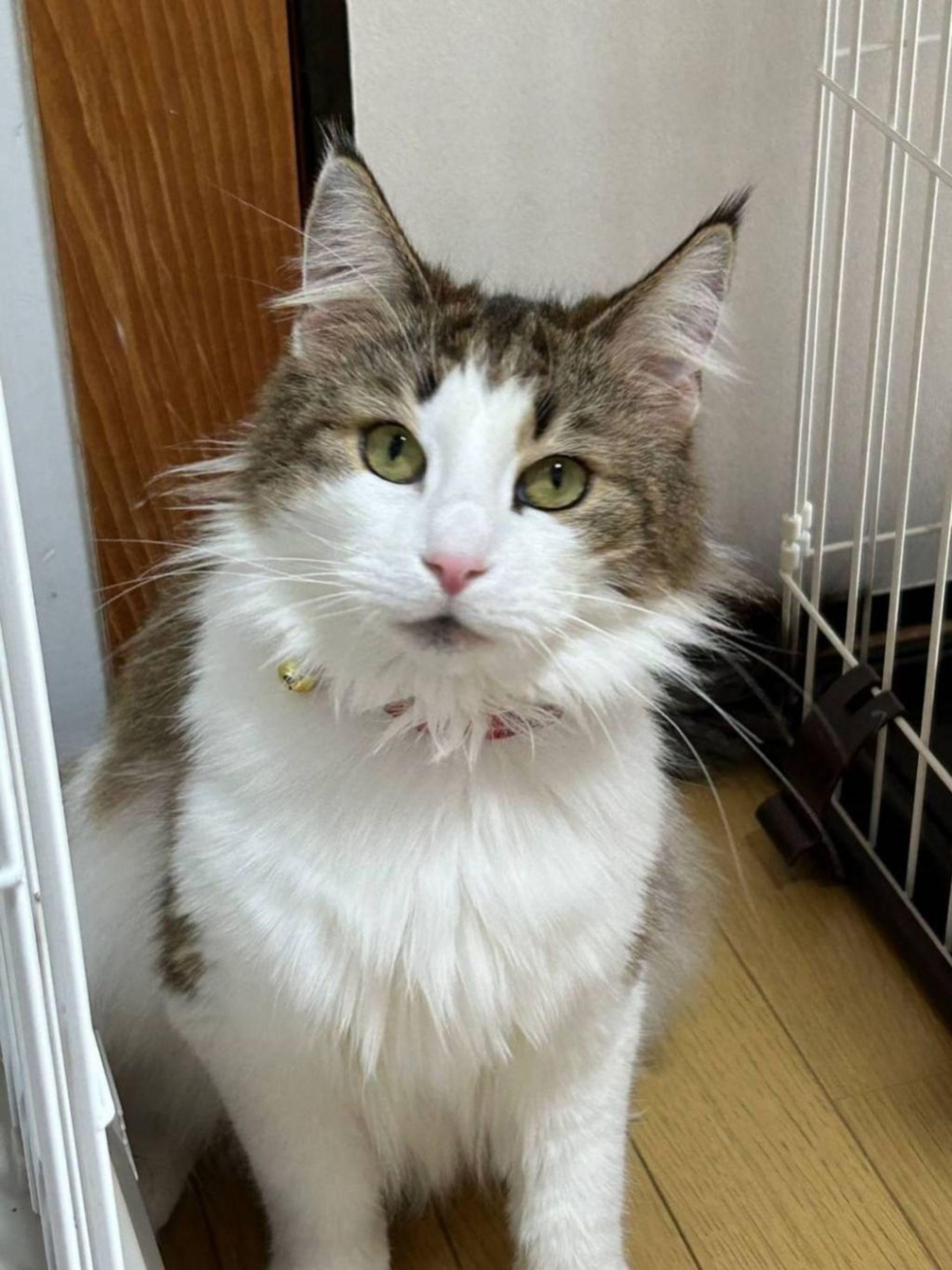 ノルウェージャンフォレストキャット・メスの里親募集の写真