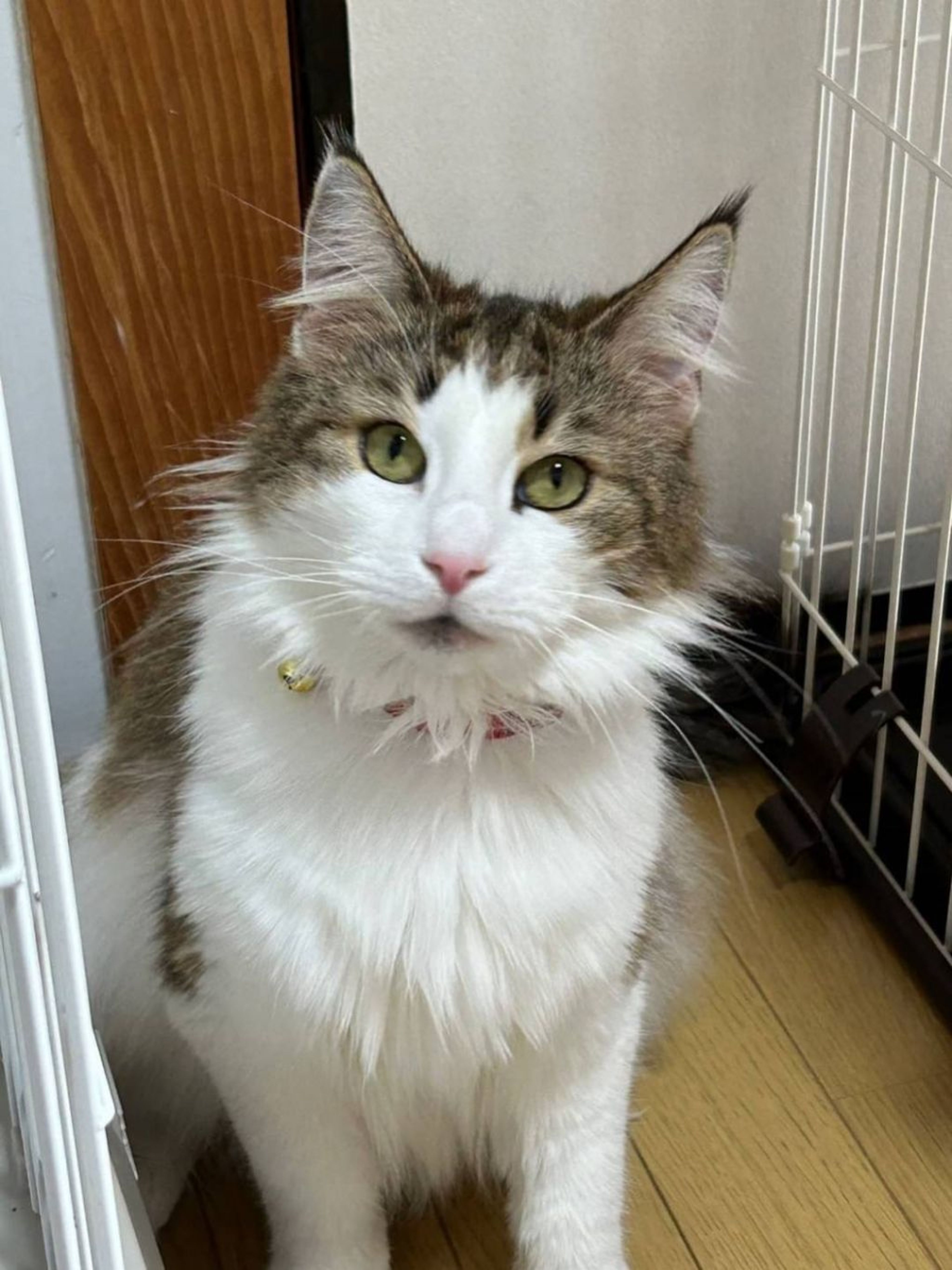 ノルウェージャンフォレストキャット・メスの里親募集の写真