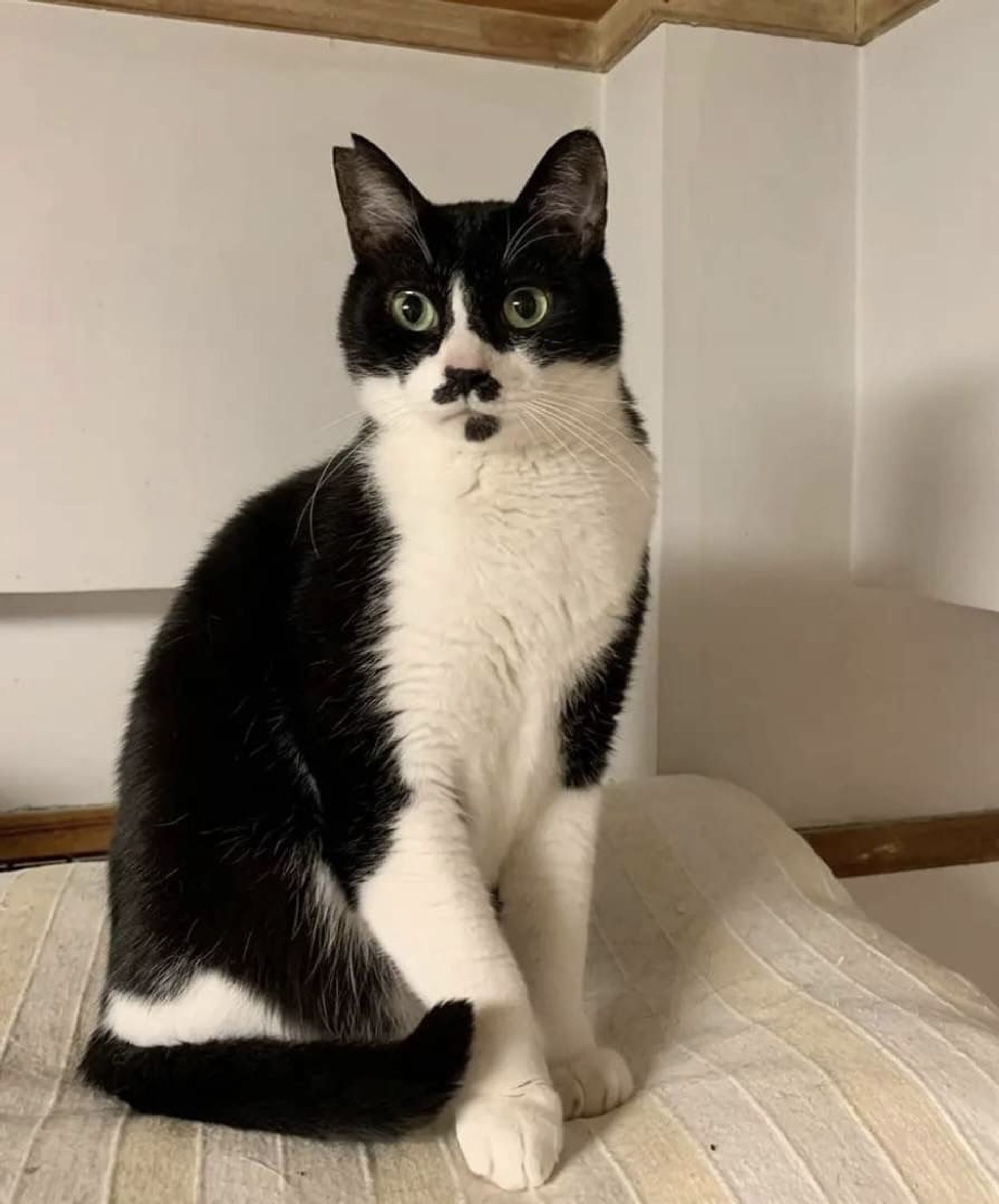 雑種（ミックス猫）・オスの里親募集の写真