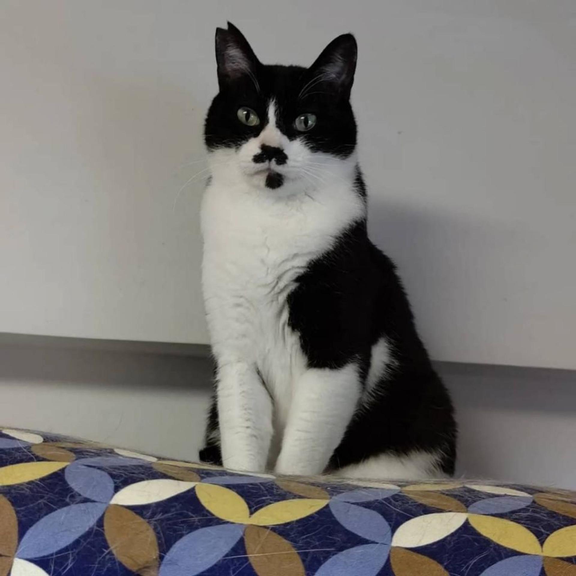 pet-image-3